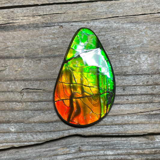 Polished Ammolite Cabochon Red Green