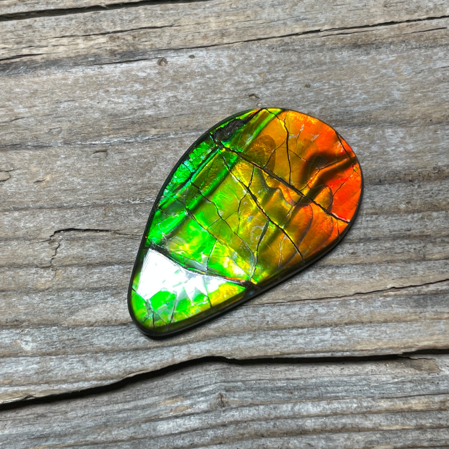 Polished Ammolite Cabochon Red Green