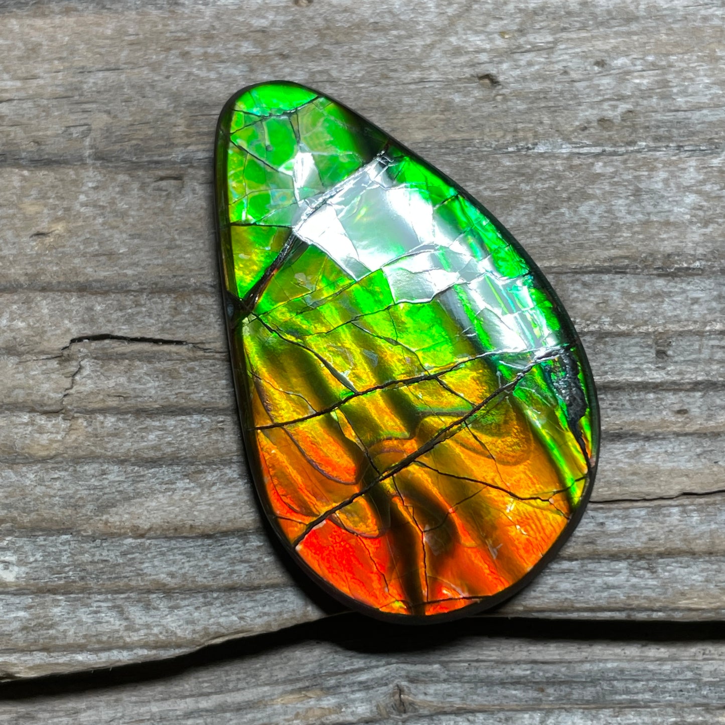 Polished Ammolite Cabochon Red Green