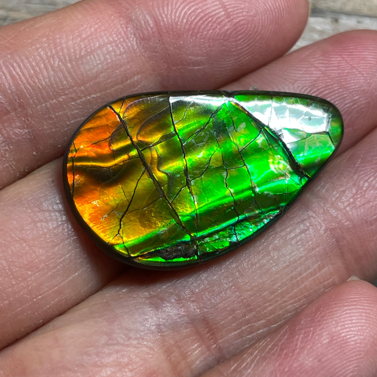 Polished Ammolite Cabochon Red Green