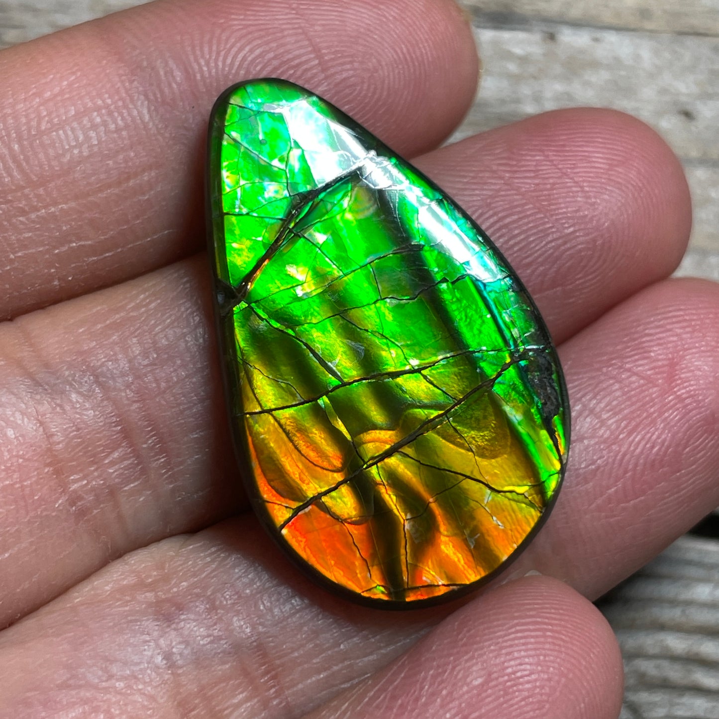 Polished Ammolite Cabochon Red Green