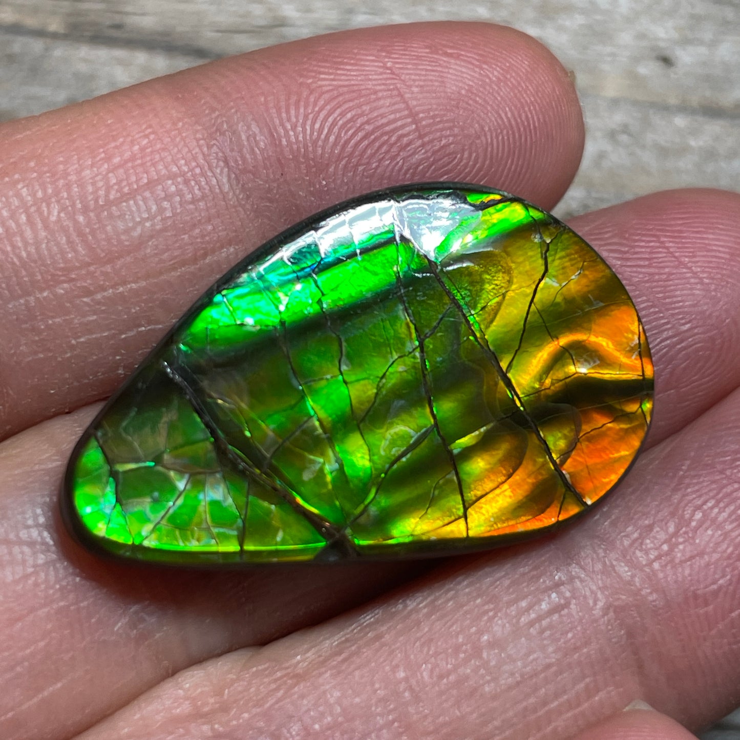 Polished Ammolite Cabochon Red Green