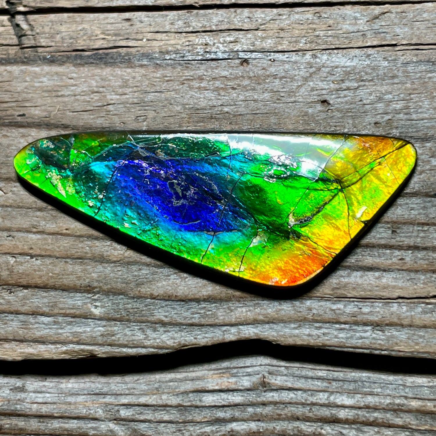 Ammolite Displays and Specimens