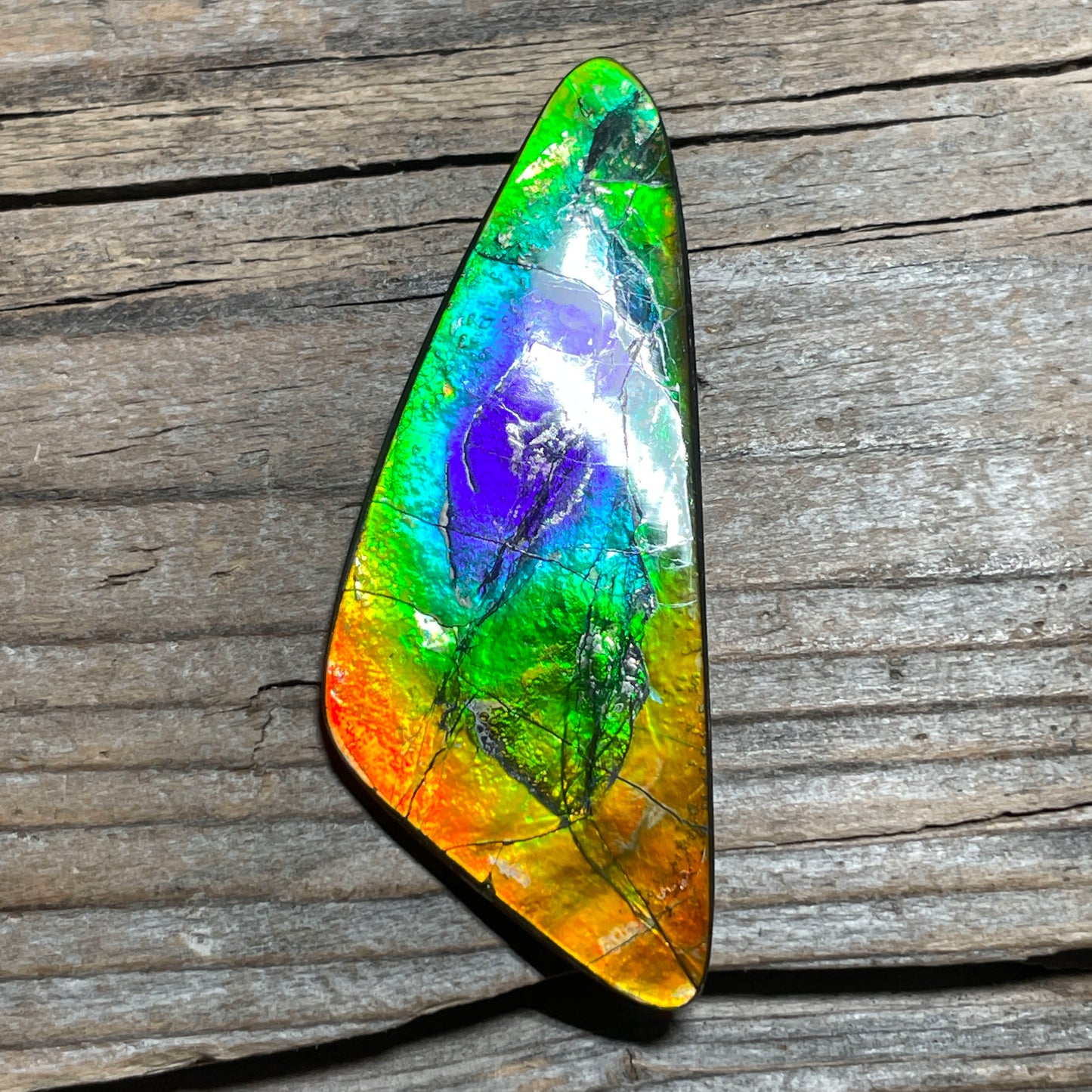 Imperial Double Sided Ammolite Gem Display, Genuine Canadian Ammonite Fossil