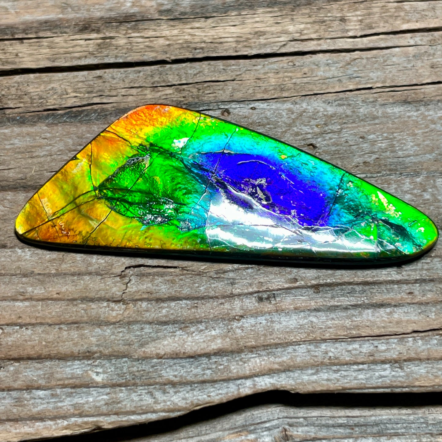 Imperial Double Sided Ammolite Gem Display, Genuine Canadian Ammonite Fossil