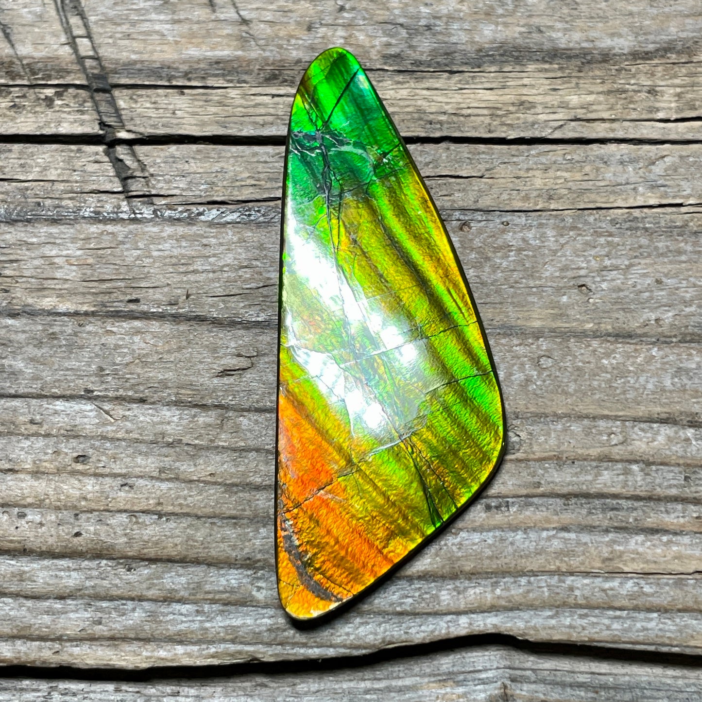 Imperial Double Sided Ammolite Gem Display, Genuine Canadian Ammonite Fossil