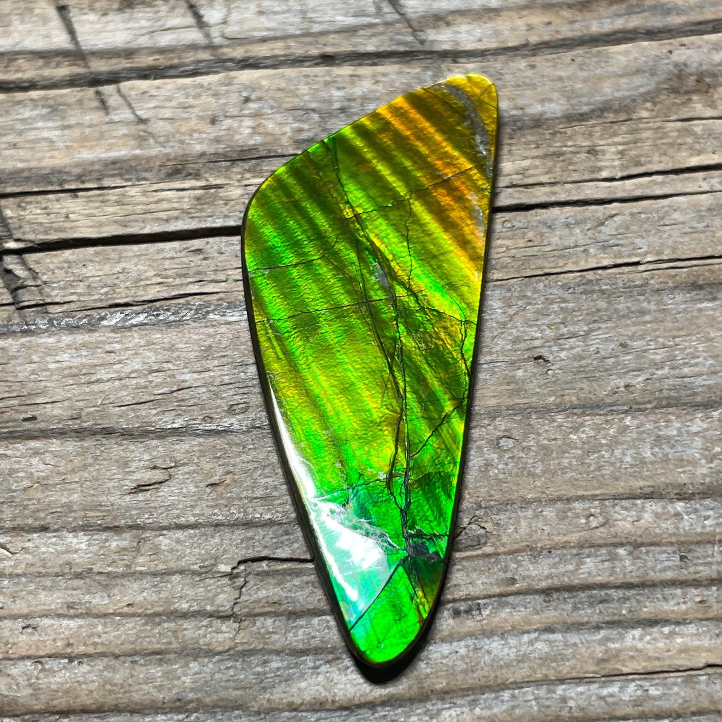 Imperial Double Sided Ammolite Gem Display, Genuine Canadian Ammonite Fossil