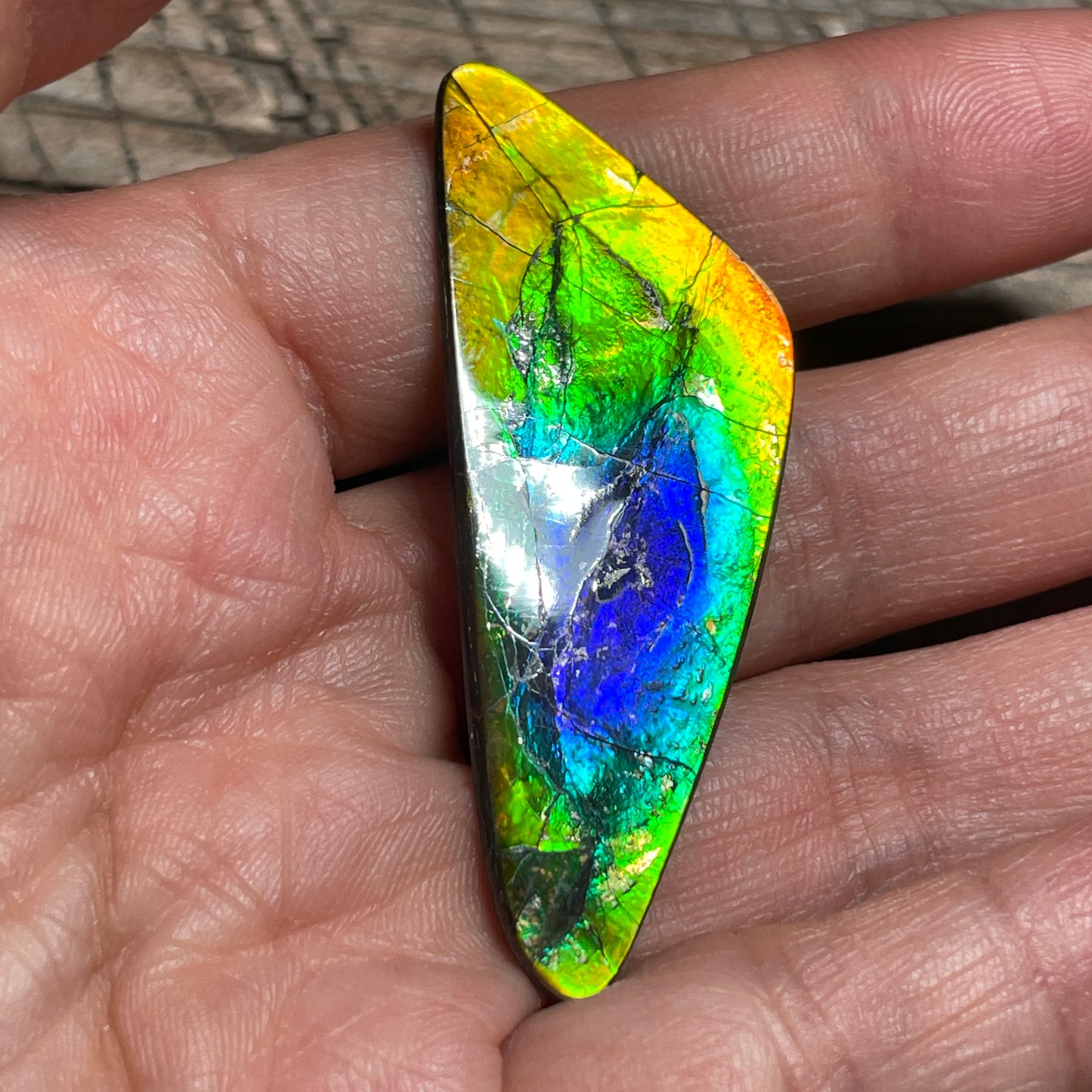 Imperial Double Sided Ammolite Gem Display, Genuine Canadian Ammonite Fossil