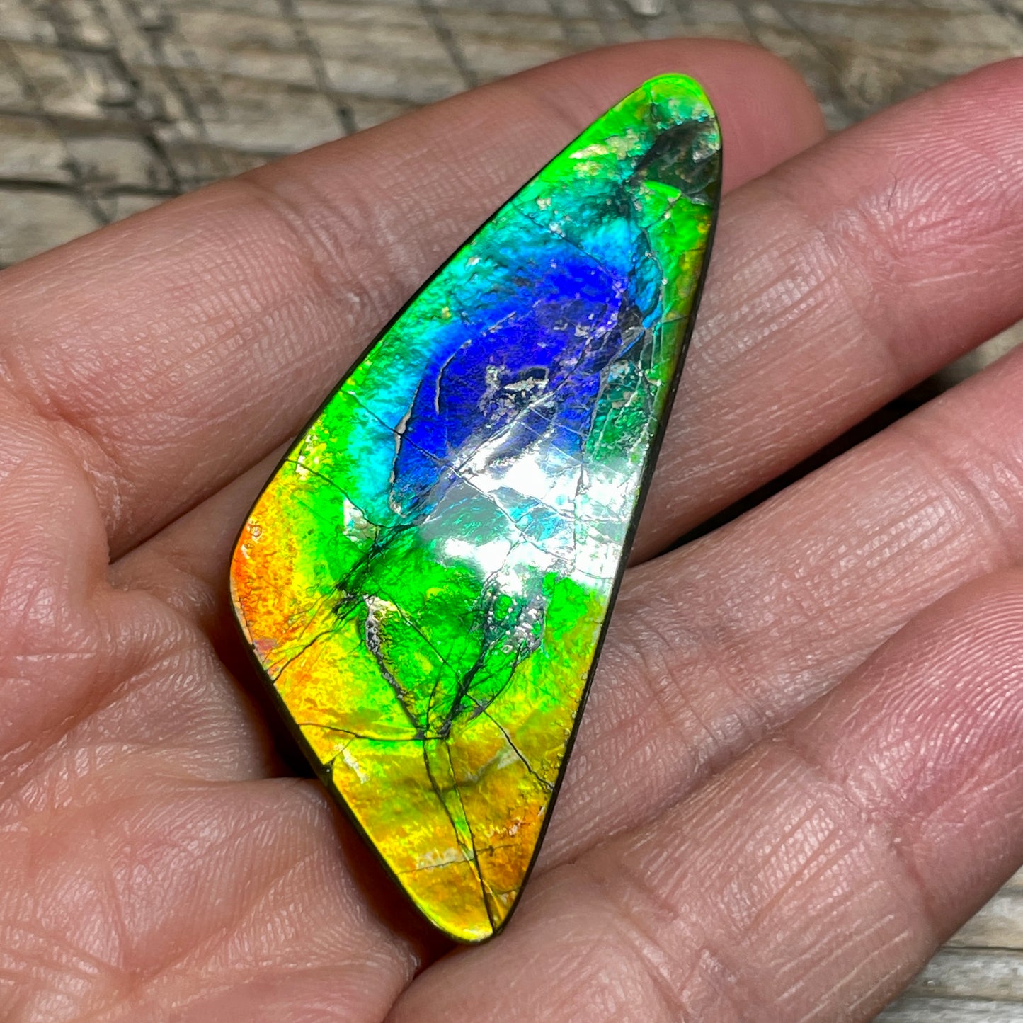 Imperial Double Sided Ammolite Gem Display, Genuine Canadian Ammonite Fossil