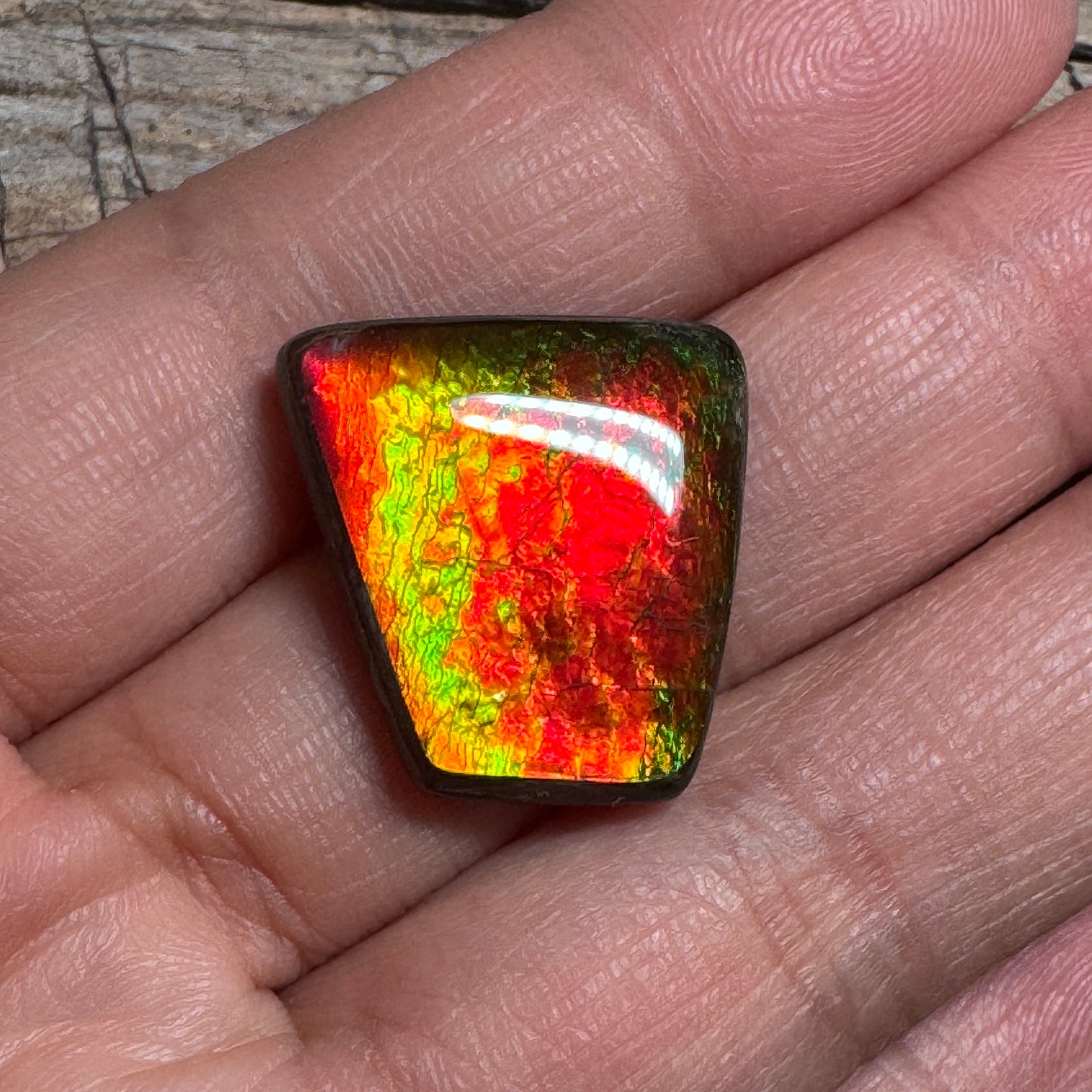 Red Green Ammolite Cabochon, Loose Gemstone, Genuine Canadian Ammonite