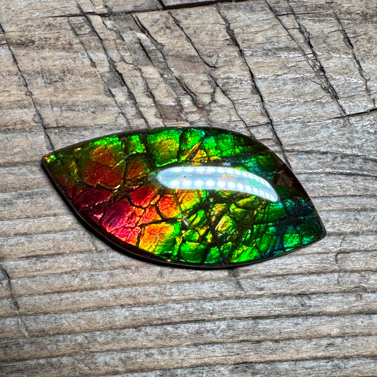 Multi-colored Ammolite Gemstone, Freeform Cabochon, Dragon Skin Pattern
