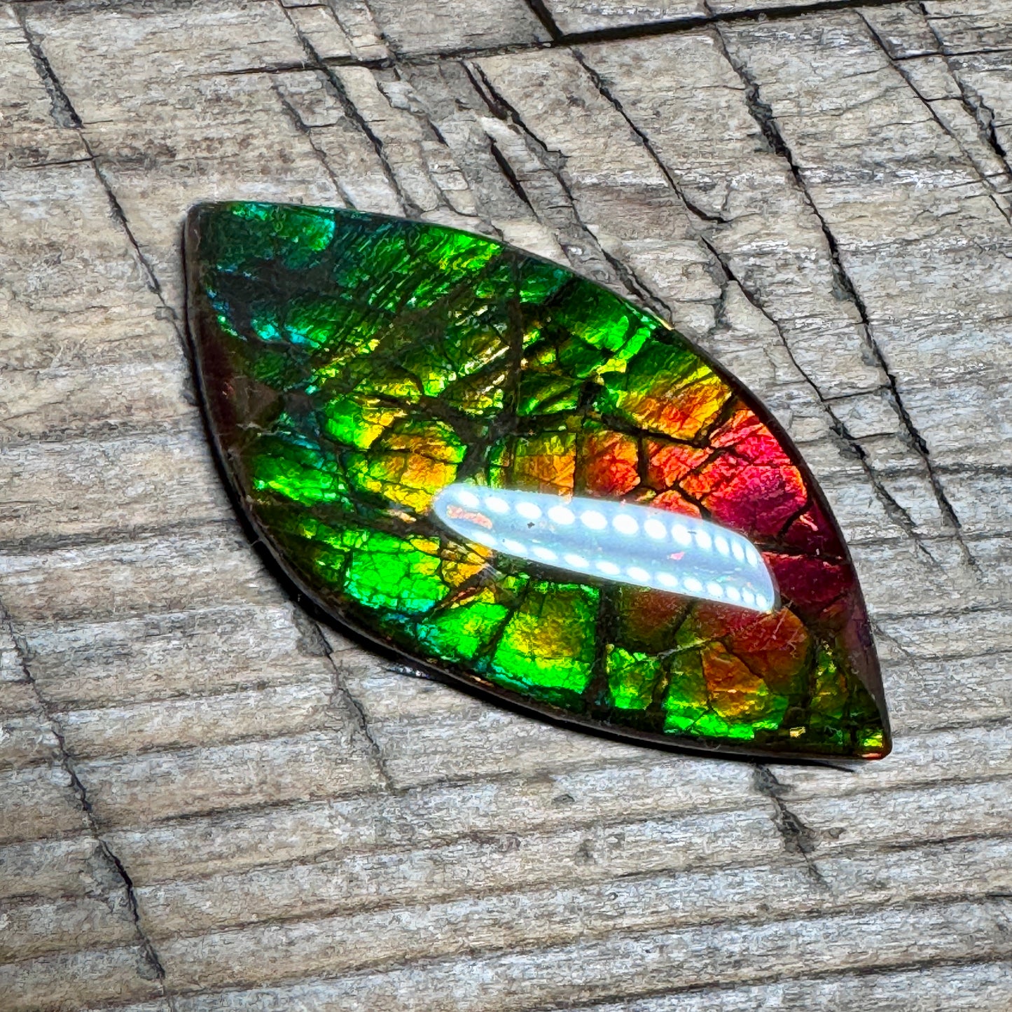 Multi-colored Ammolite Gemstone, Freeform Cabochon, Dragon Skin Pattern