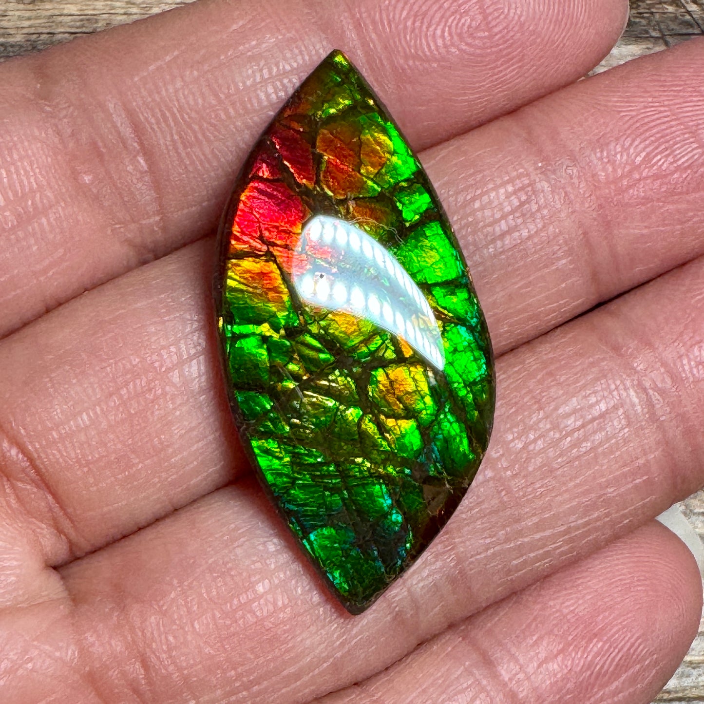 Multi-colored Ammolite Gemstone, Freeform Cabochon, Dragon Skin Pattern