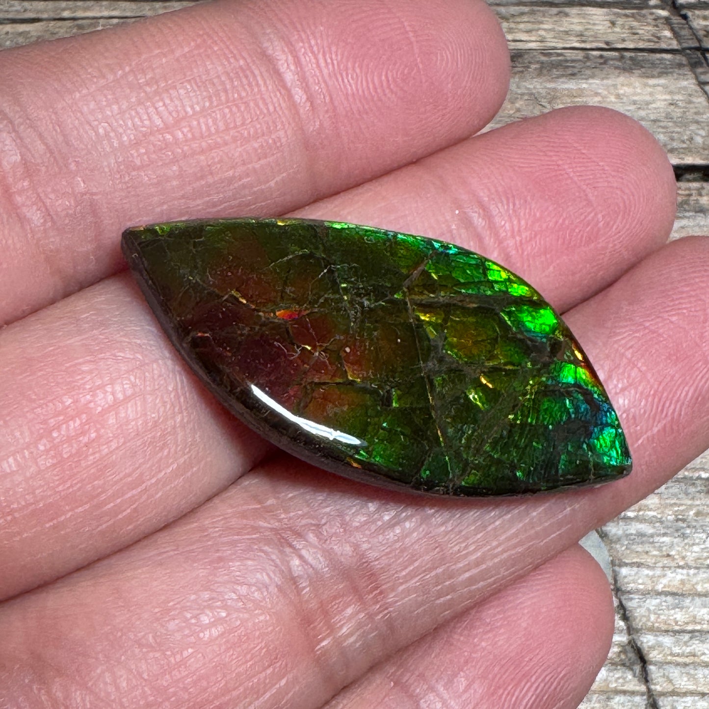 Multi-colored Ammolite Gemstone, Freeform Cabochon, Dragon Skin Pattern