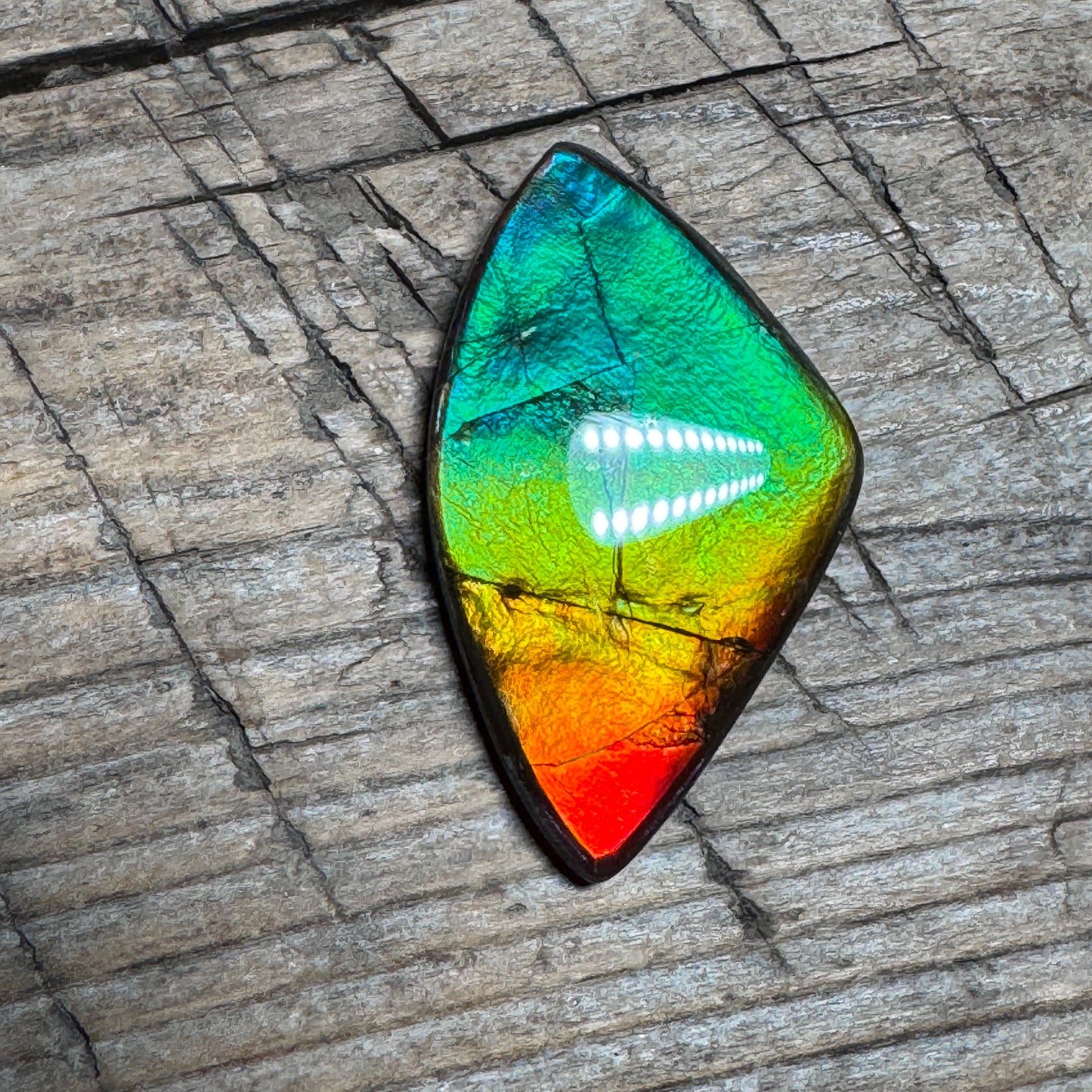 Rainbow Ammolite Freeform Cabochon Coated Natural