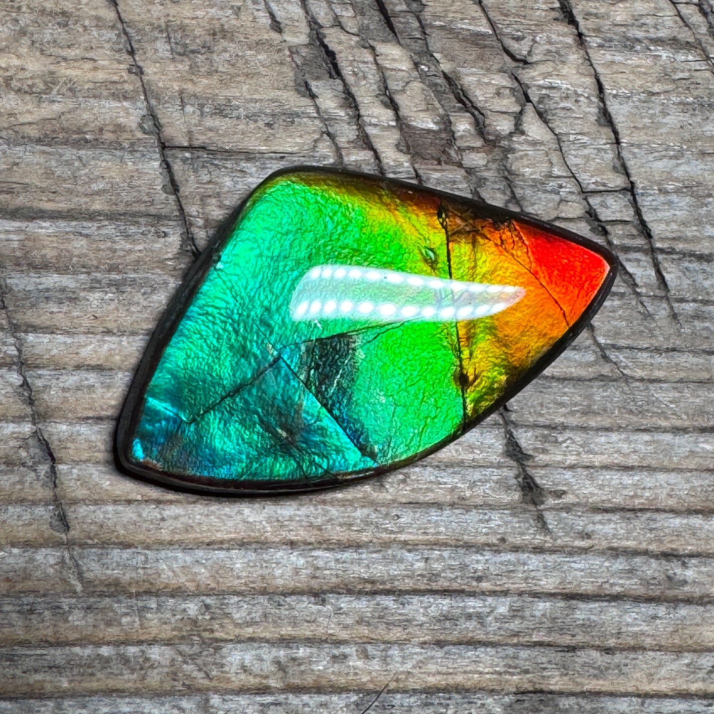 Rainbow Ammolite Freeform Cabochon Coated Natural
