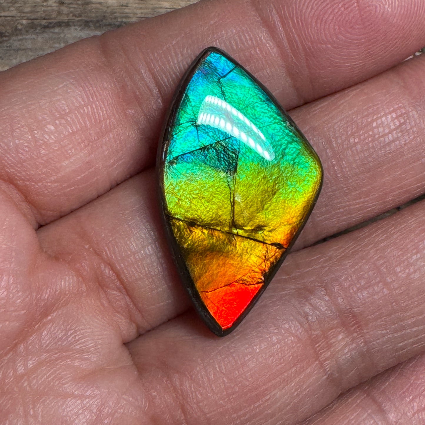 Rainbow Ammolite Freeform Cabochon Coated Natural