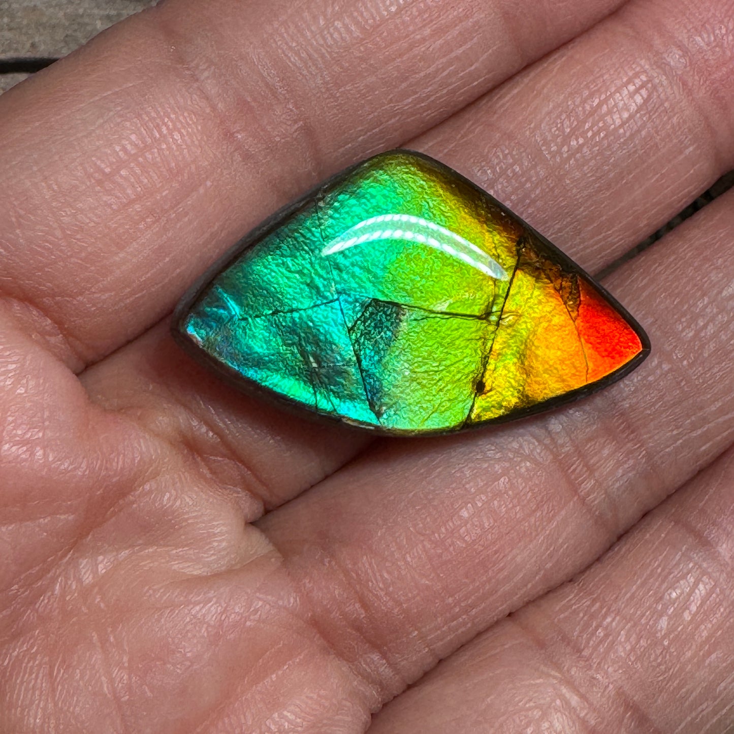 Rainbow Ammolite Freeform Cabochon Coated Natural