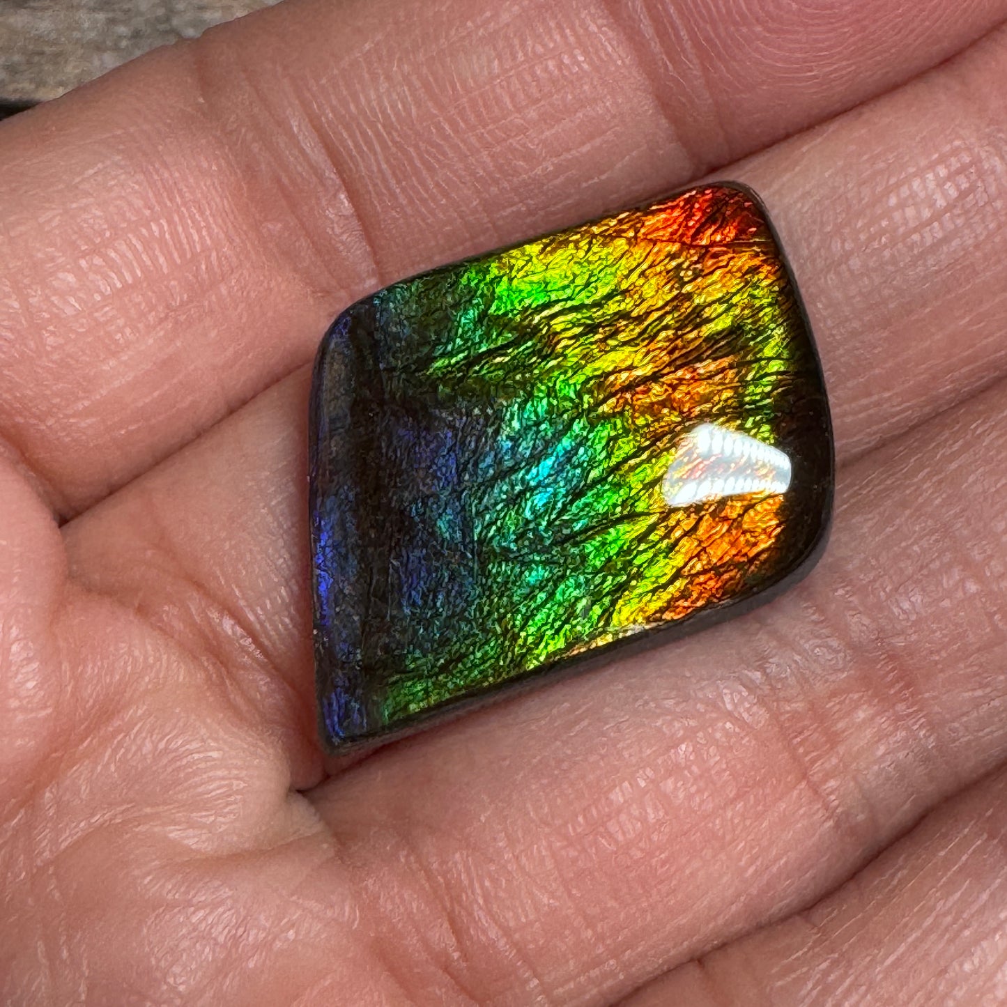 Rainbow Ammolite Freeform Cabochon Coated Natural