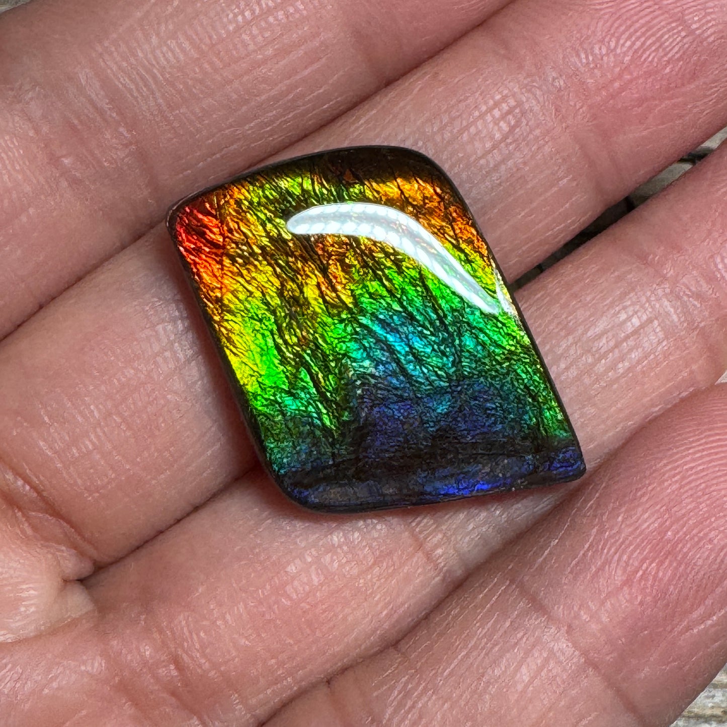 Rainbow Ammolite Freeform Cabochon Coated Natural