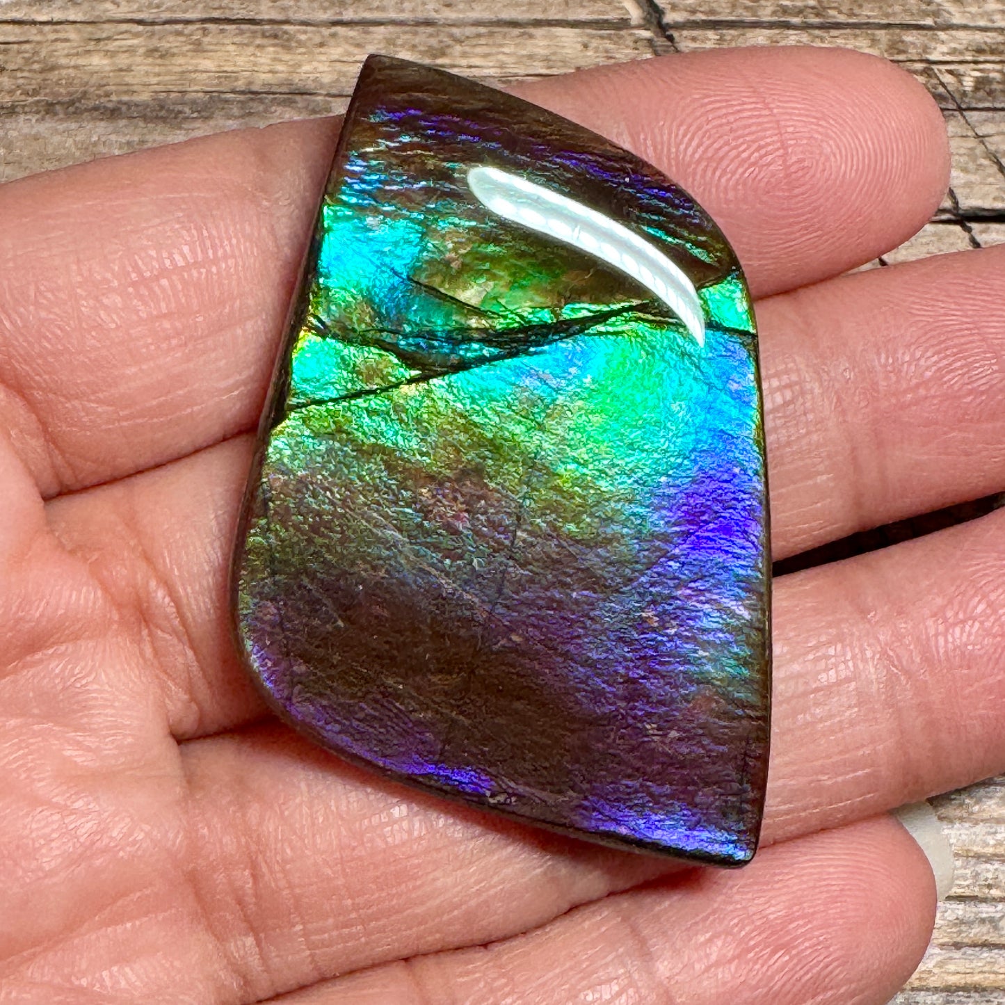 Purple Blue Green Purple Ammolite Gemstone Cabochon Freeform Canadian Ammonite Fossil