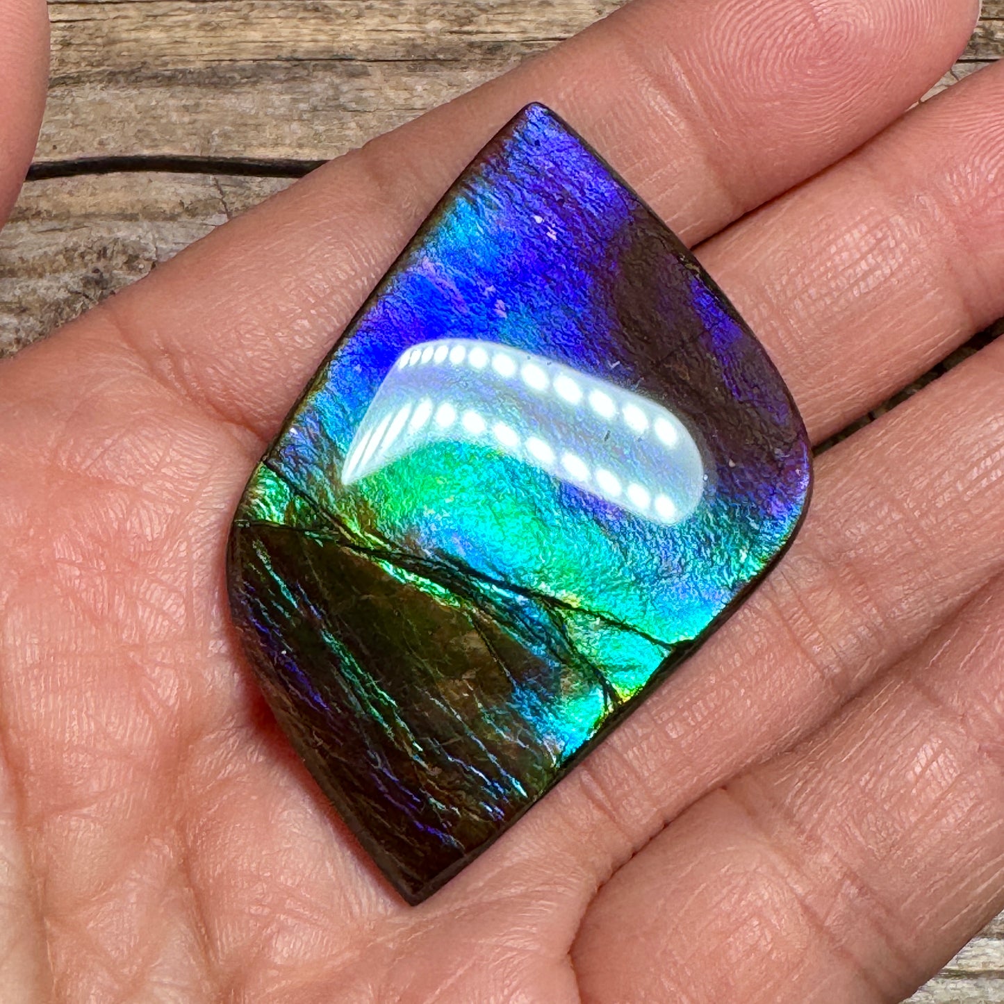 Purple Blue Green Purple Ammolite Gemstone Cabochon Freeform Canadian Ammonite Fossil