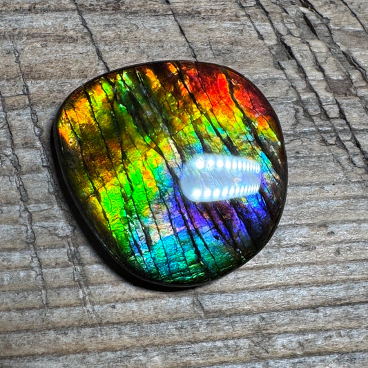 Rainbow Ammolite Freeform Cabochon Coated Natural