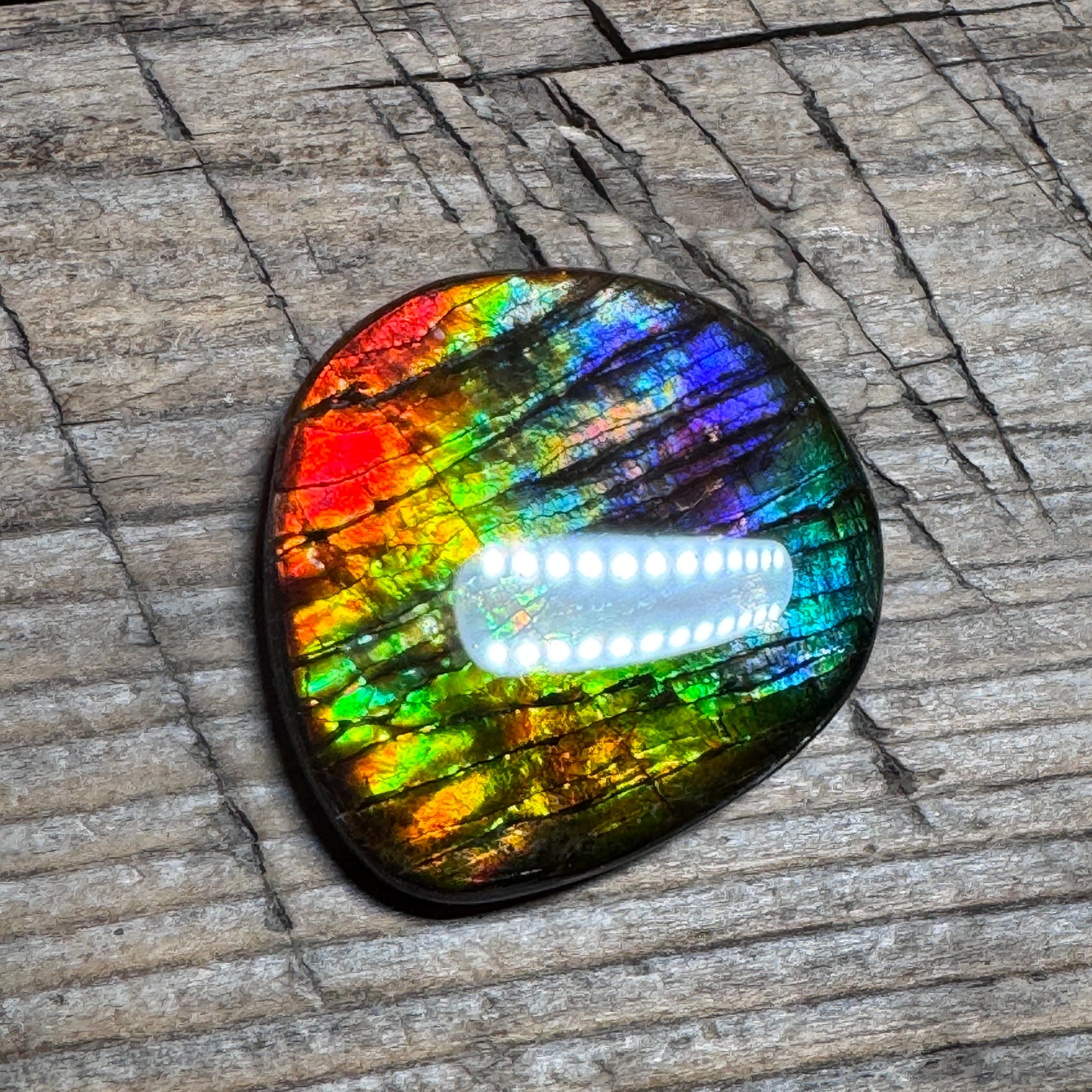 Rainbow Ammolite Freeform Cabochon Coated Natural