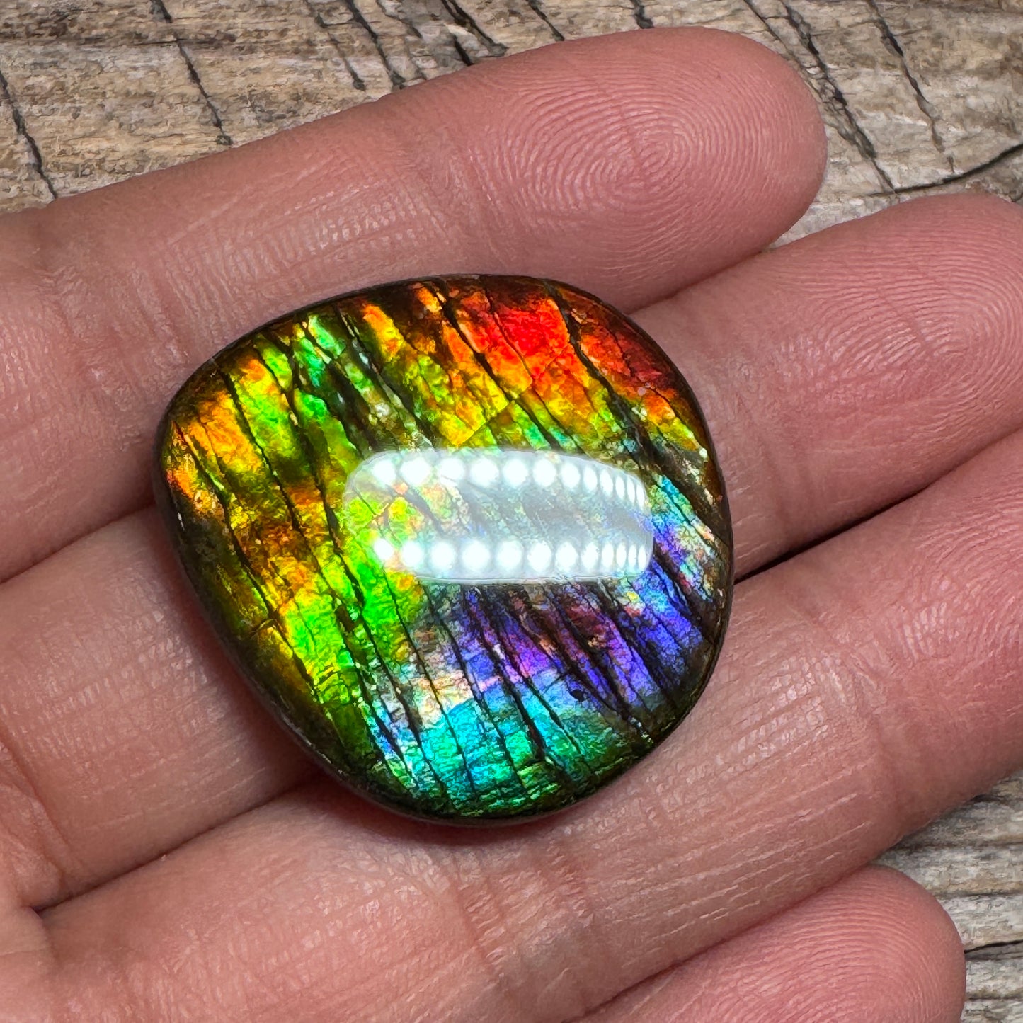 Rainbow Ammolite Freeform Cabochon Coated Natural
