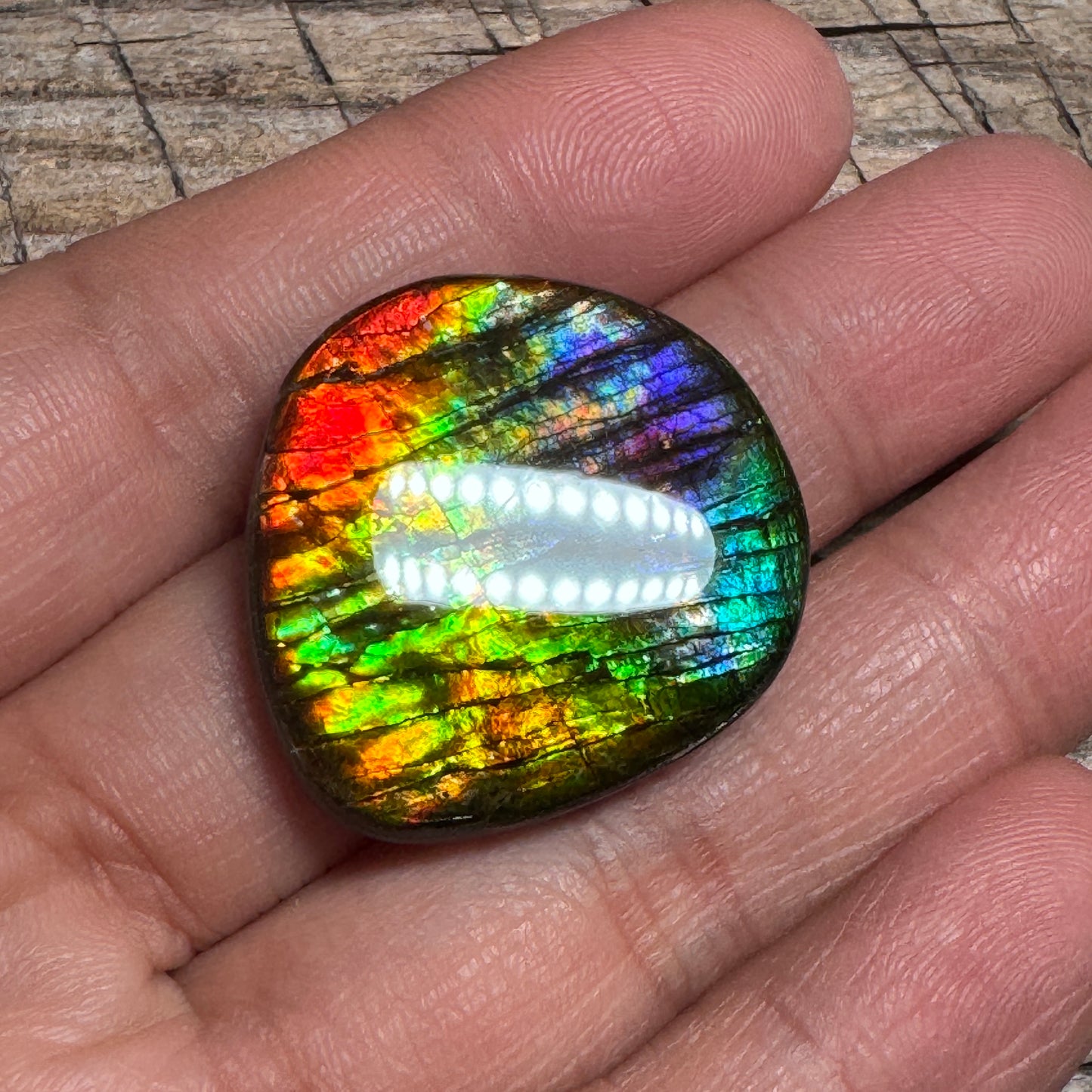 Rainbow Ammolite Freeform Cabochon Coated Natural