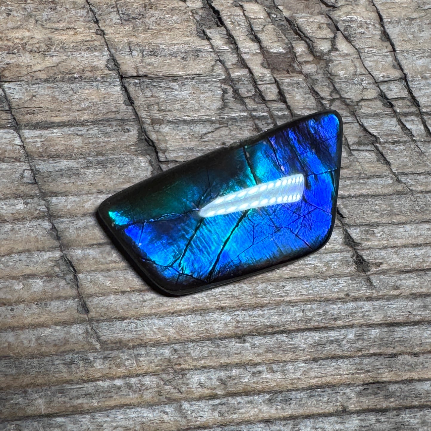 Small Blue Ammolite Gemstone Cabochon Freeform Canadian Ammonite Fossil
