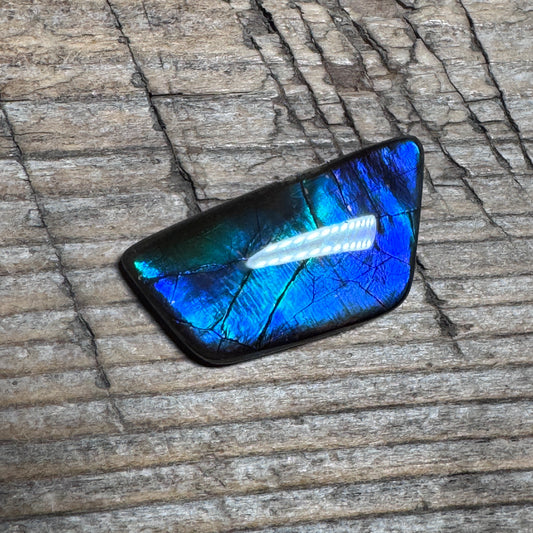 Small Blue Ammolite Gemstone Cabochon Freeform Canadian Ammonite Fossil