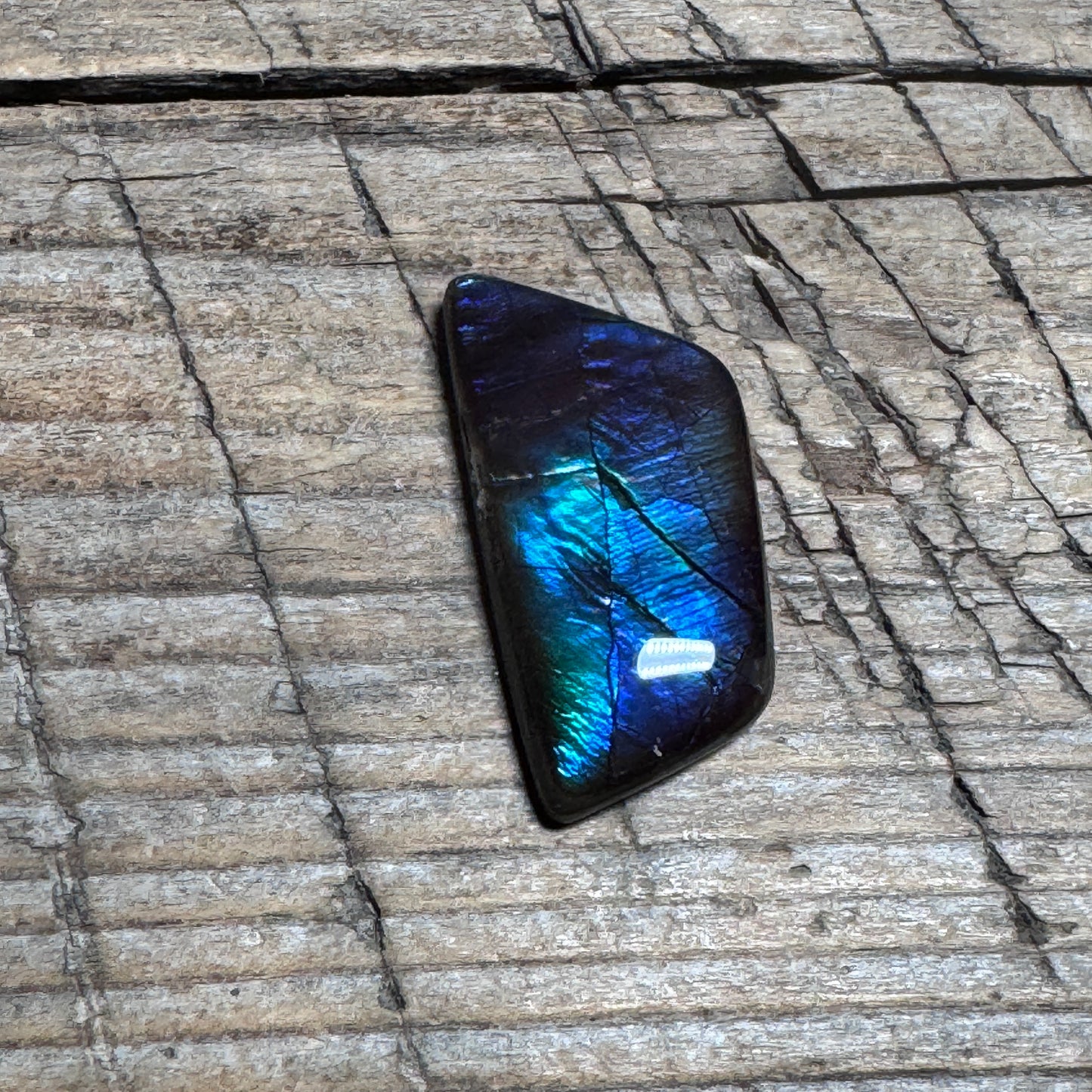 Small Blue Ammolite Gemstone Cabochon Freeform Canadian Ammonite Fossil