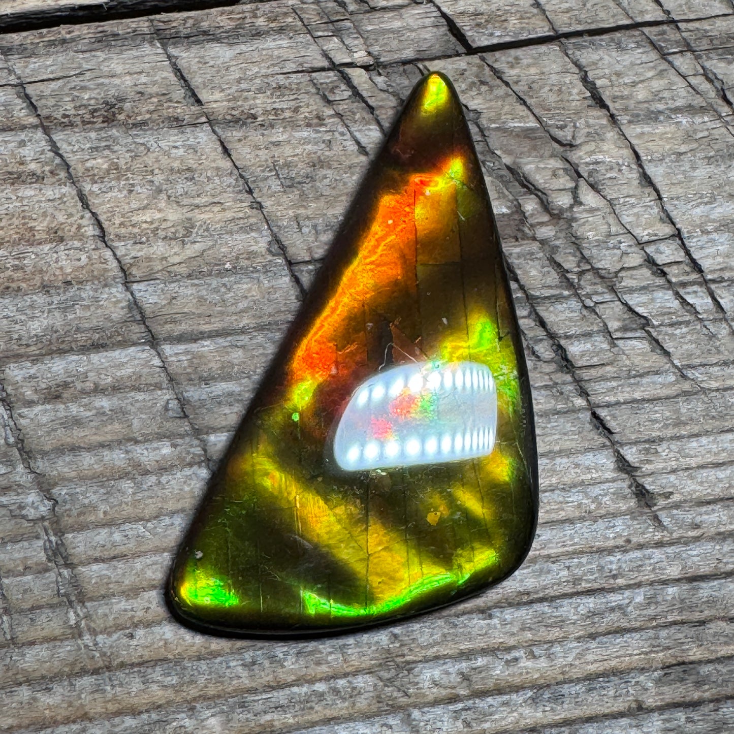 Golden Red Ammolite Cabochon Freeform Naturals