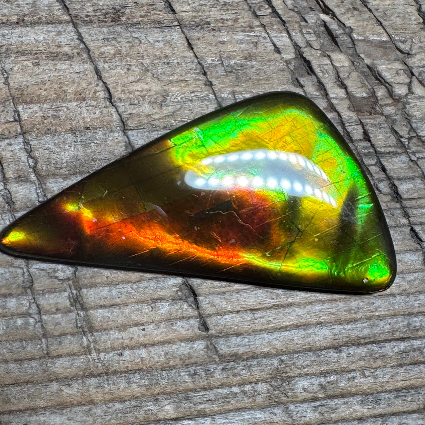 Golden Red Ammolite Cabochon Freeform Naturals