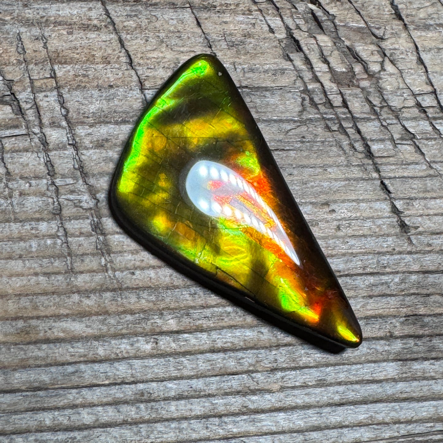 Golden Red Ammolite Cabochon Freeform Naturals