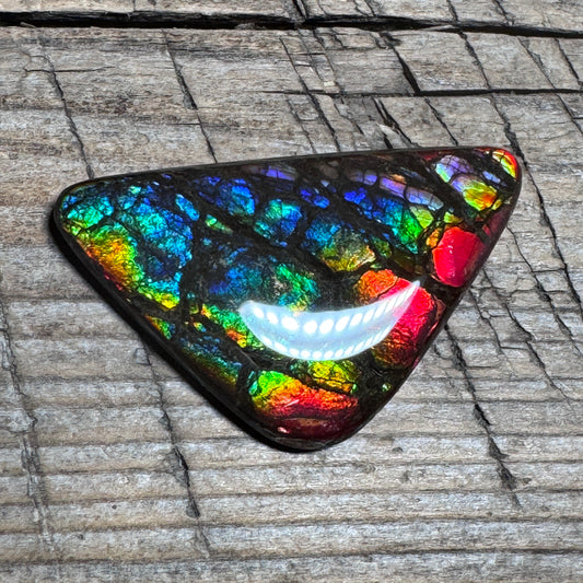 Rare pink Rainbow Ammolite Freeform Cabochon Coated Natural