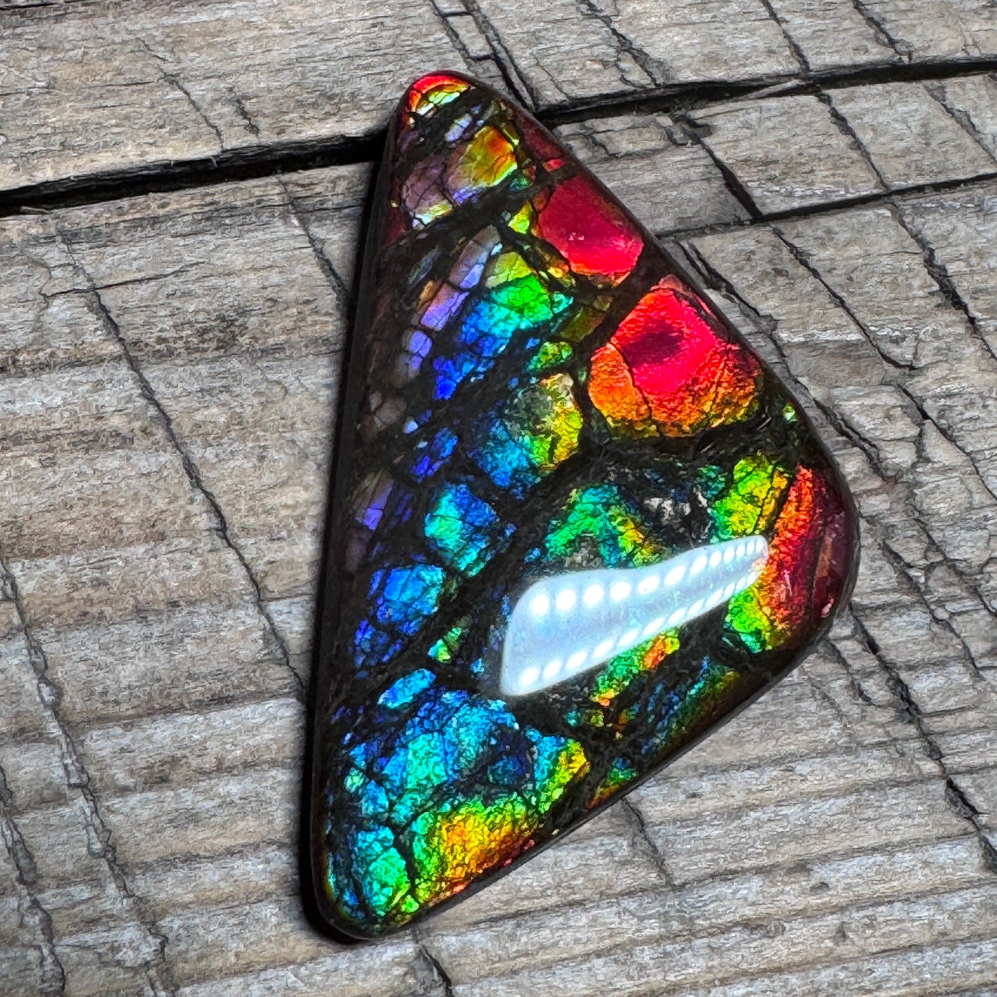 Rare pink Rainbow Ammolite Freeform Cabochon Coated Natural