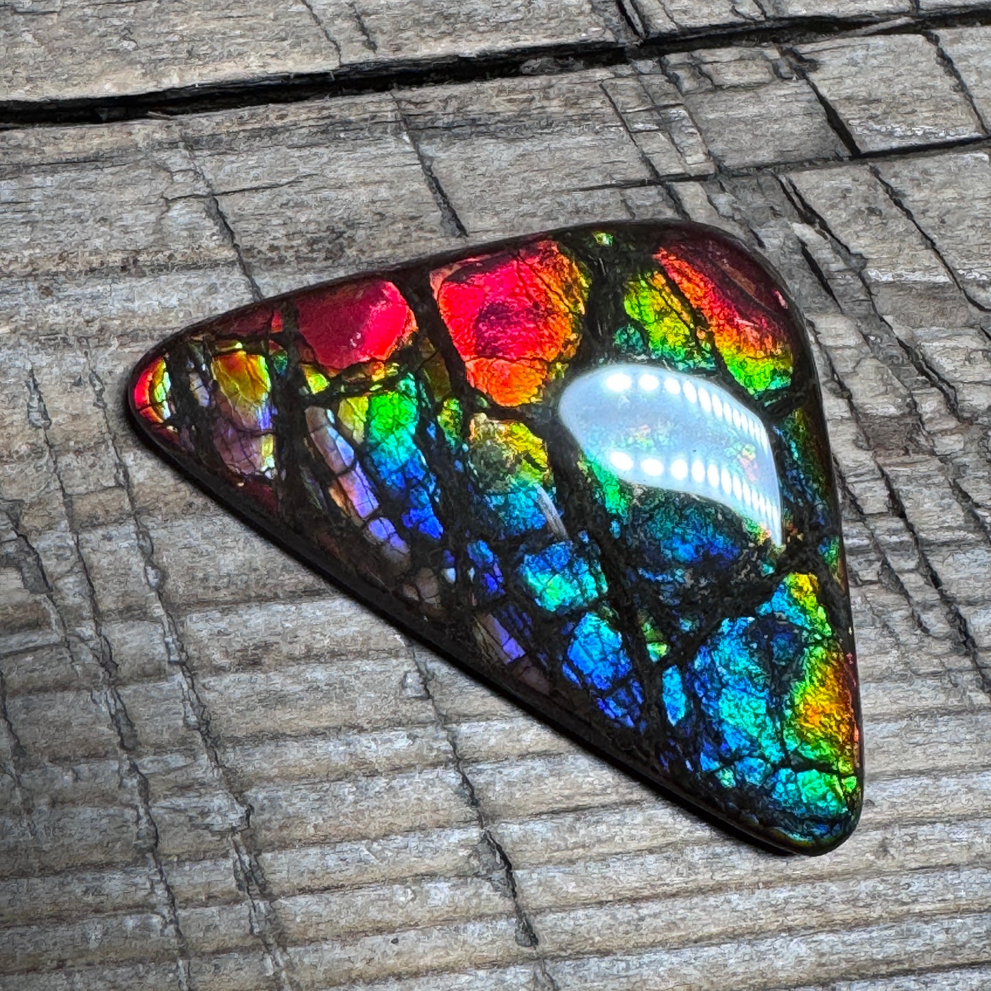 Rare pink Rainbow Ammolite Freeform Cabochon Coated Natural