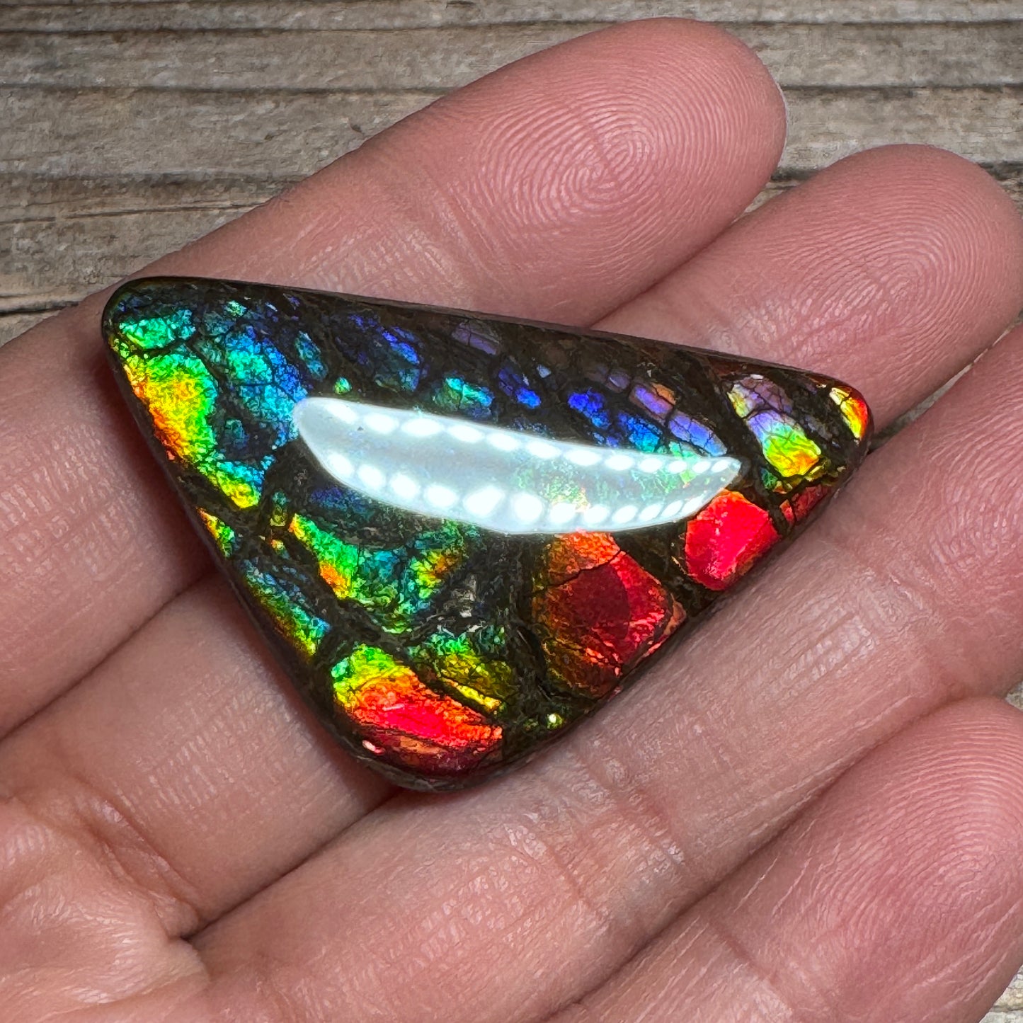 Rare pink Rainbow Ammolite Freeform Cabochon Coated Natural