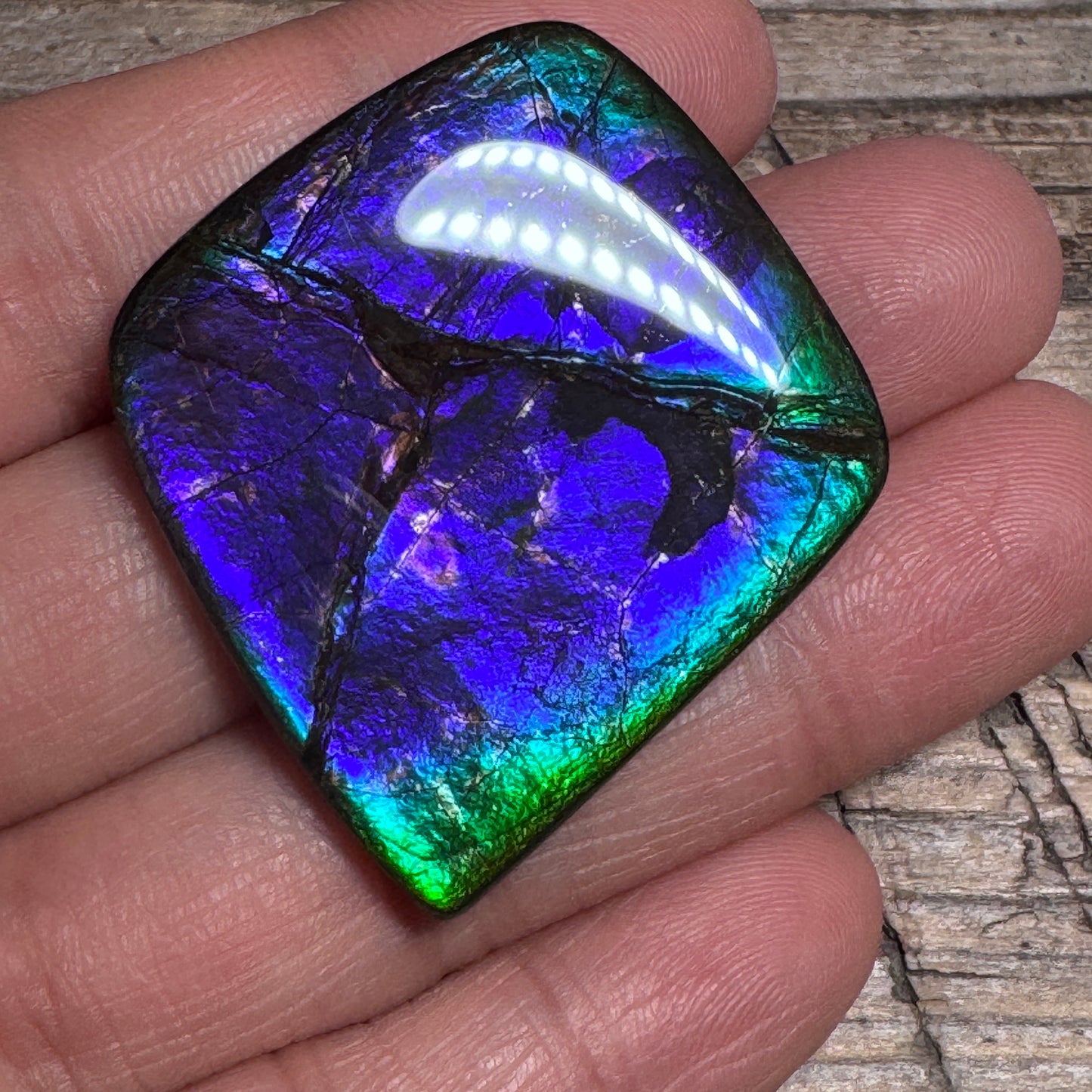 Purple Blue Ammolite Gemstone Cabochon Freeform Canadian Ammonite Fossil