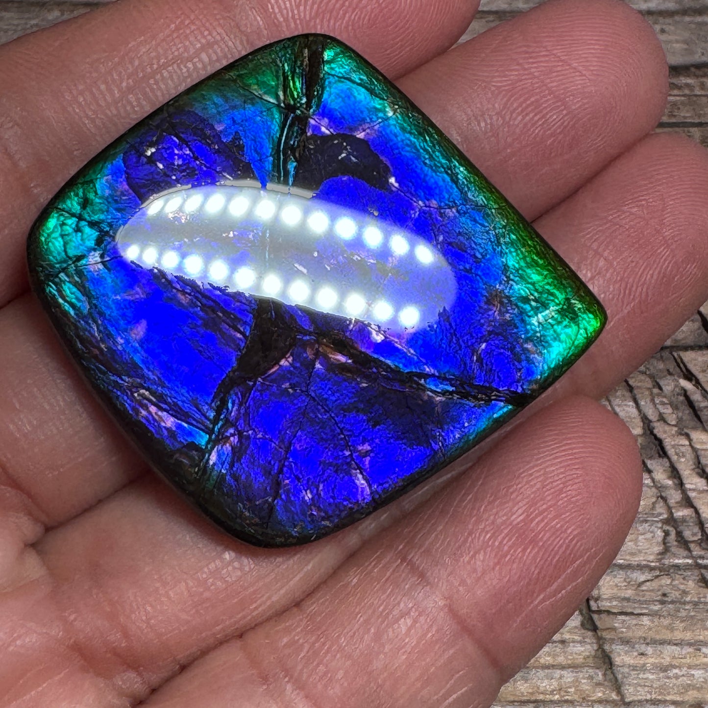 Purple Blue Ammolite Gemstone Cabochon Freeform Canadian Ammonite Fossil