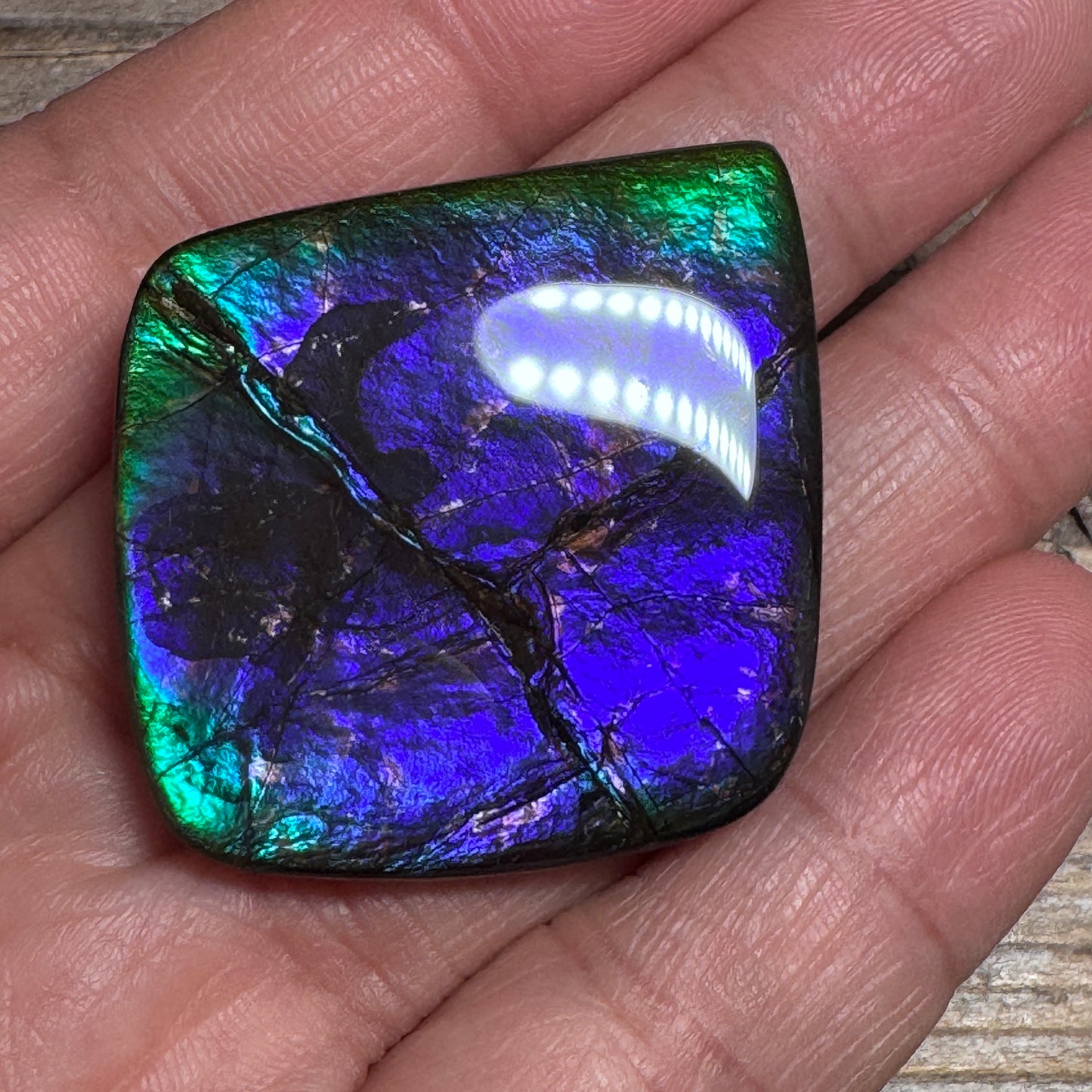 Purple Blue Ammolite Gemstone Cabochon Freeform Canadian Ammonite Fossil