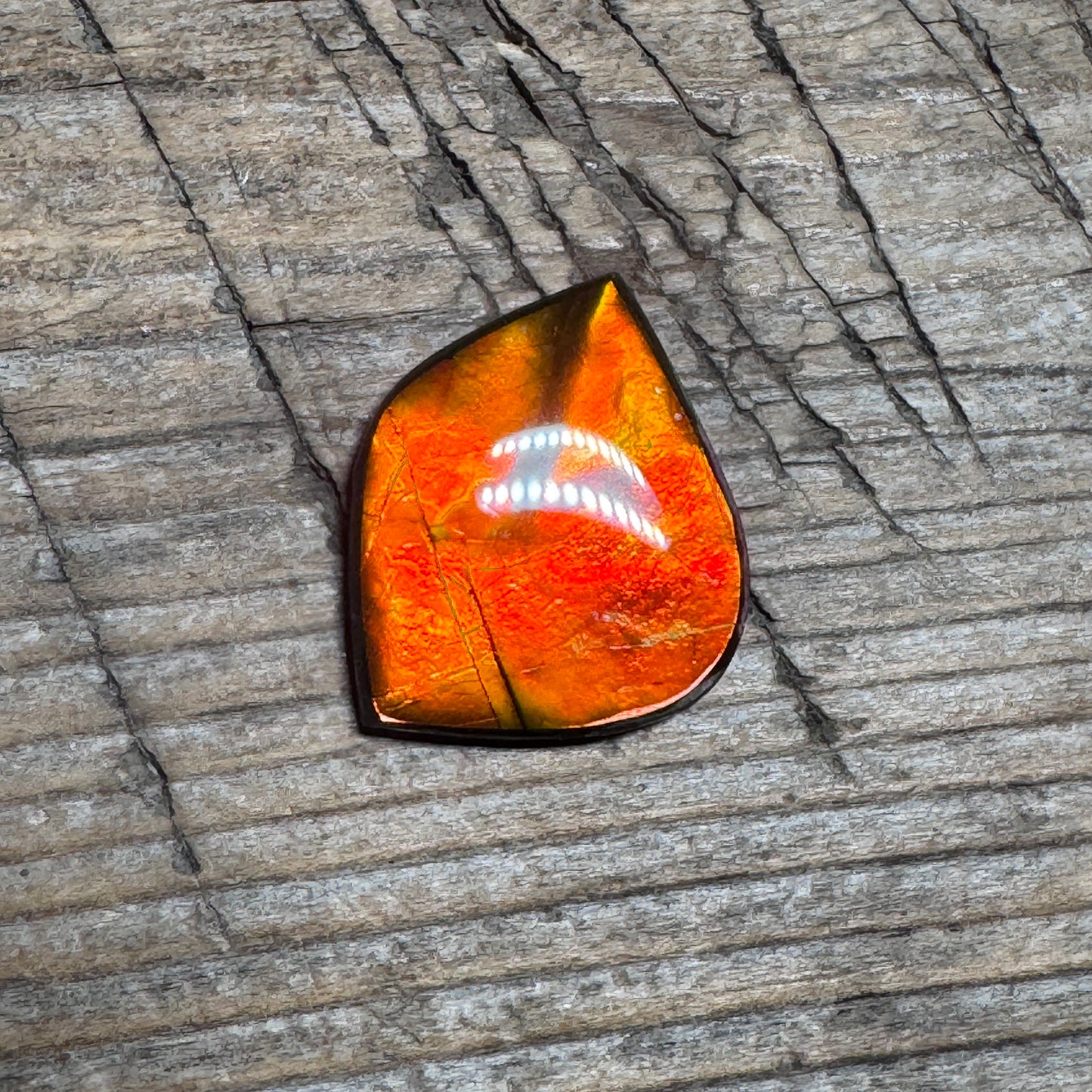 Red Gold Ammolite Cabochon, Loose Gemstone, Genuine Canadian Ammonite