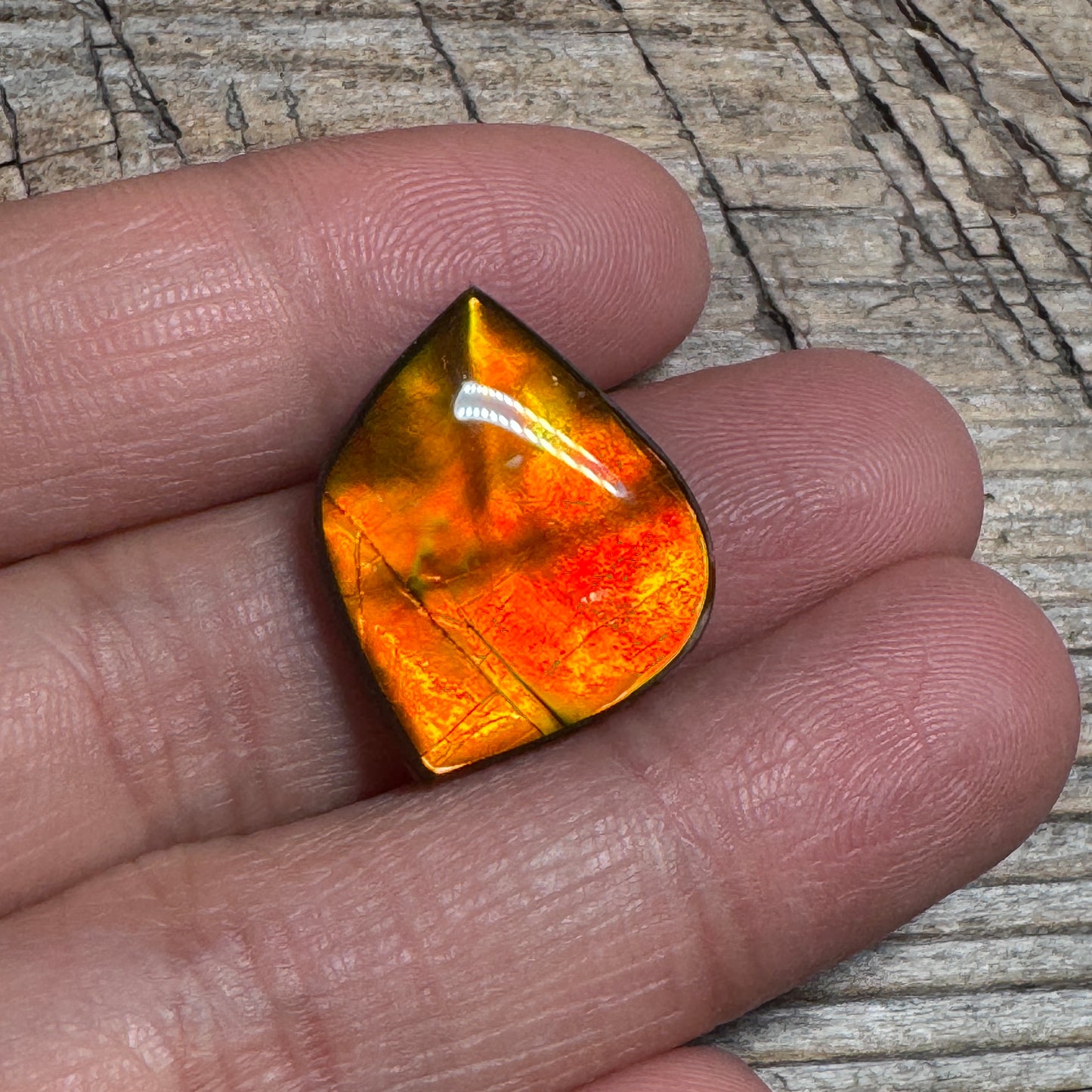 Red Gold Ammolite Cabochon, Loose Gemstone, Genuine Canadian Ammonite