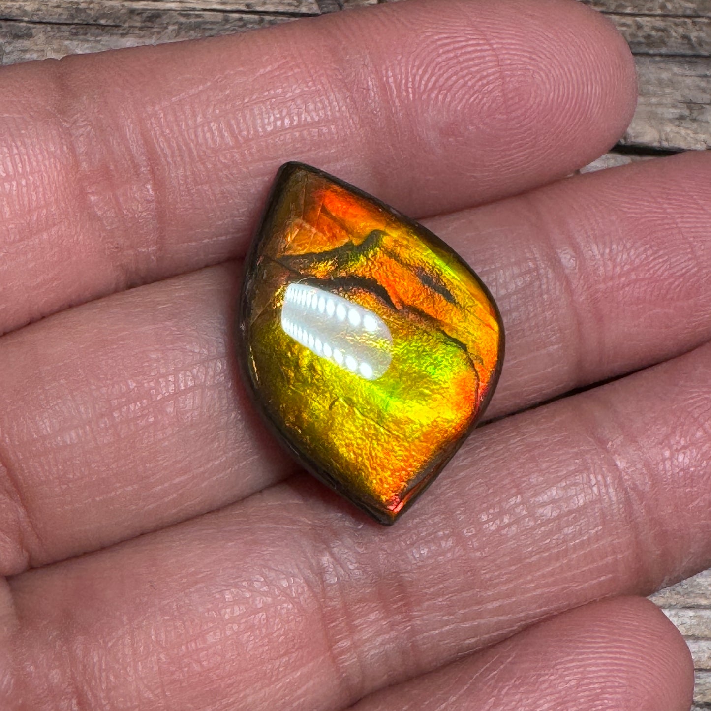 Orange Gold Ammolite Cabochon, Loose Gemstone, Genuine Canadian Ammonite