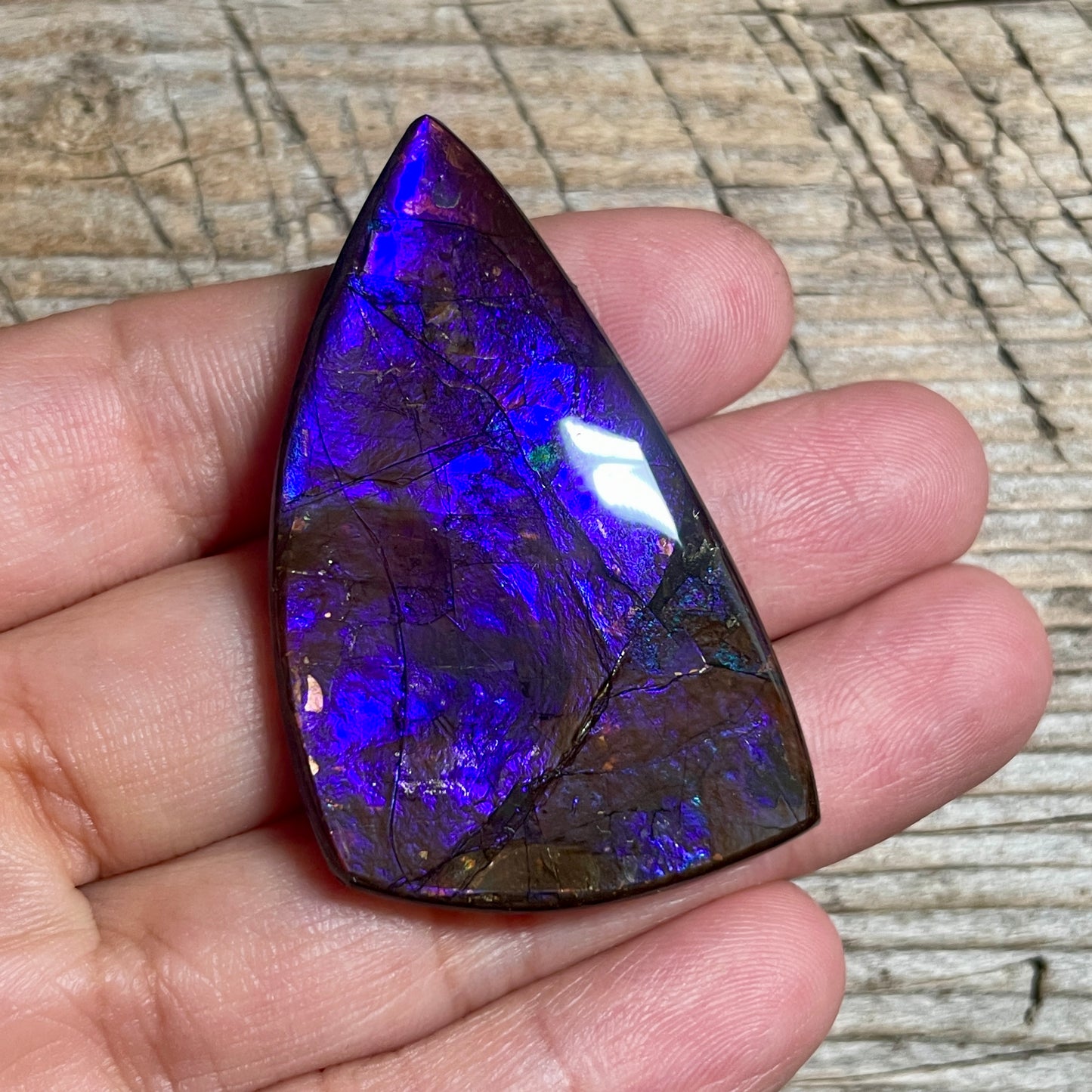 Large Blue  Purple Ammolite Gemstone Cabochon Freeform Canadian Ammonite Fossil