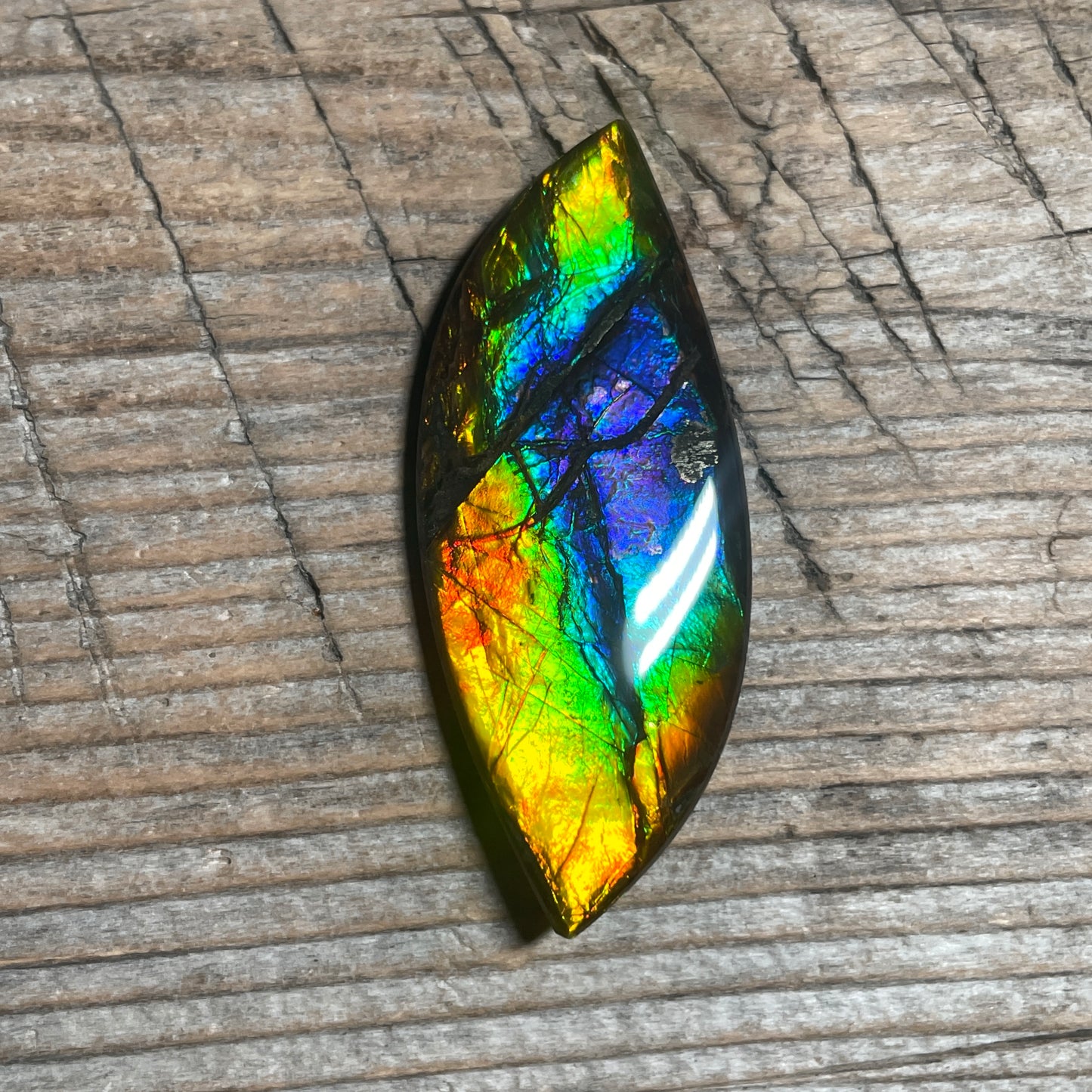 Rainbow Ammolite Gemstone, Freeform Cabochon, Canadian Ammonite Fossil