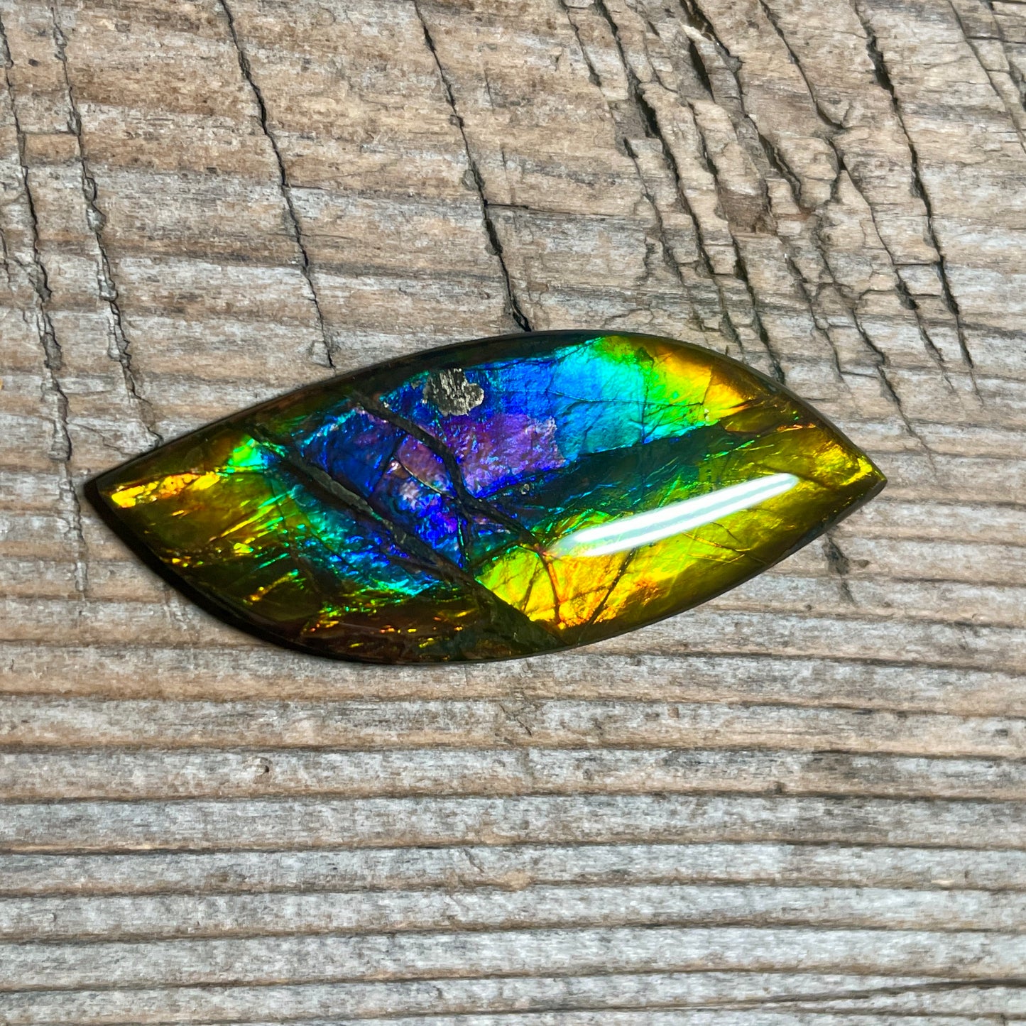 Rainbow Ammolite Gemstone, Freeform Cabochon, Canadian Ammonite Fossil