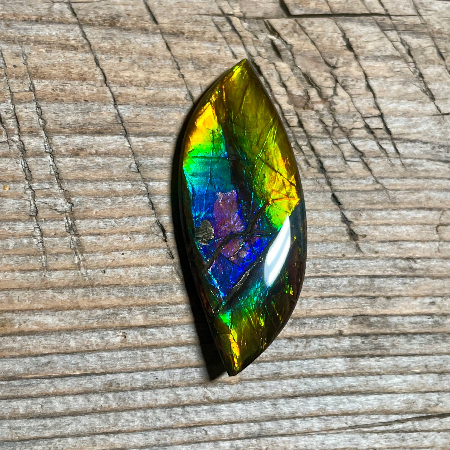 Rainbow Ammolite Gemstone, Freeform Cabochon, Canadian Ammonite Fossil